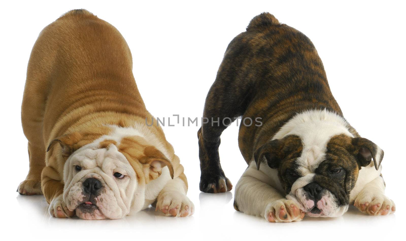 two playful puppies - english bulldogs with their bums in the air