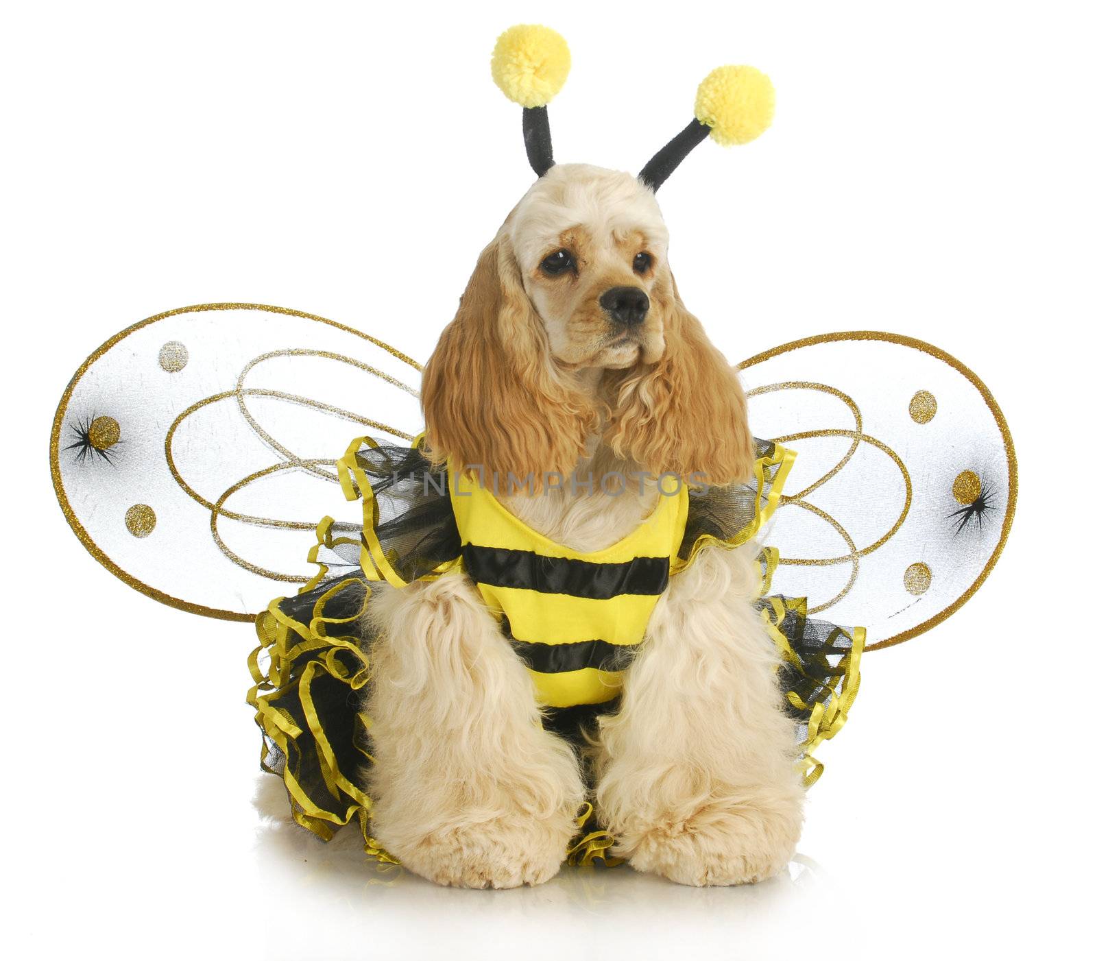 dog dressed like a bee by willeecole123