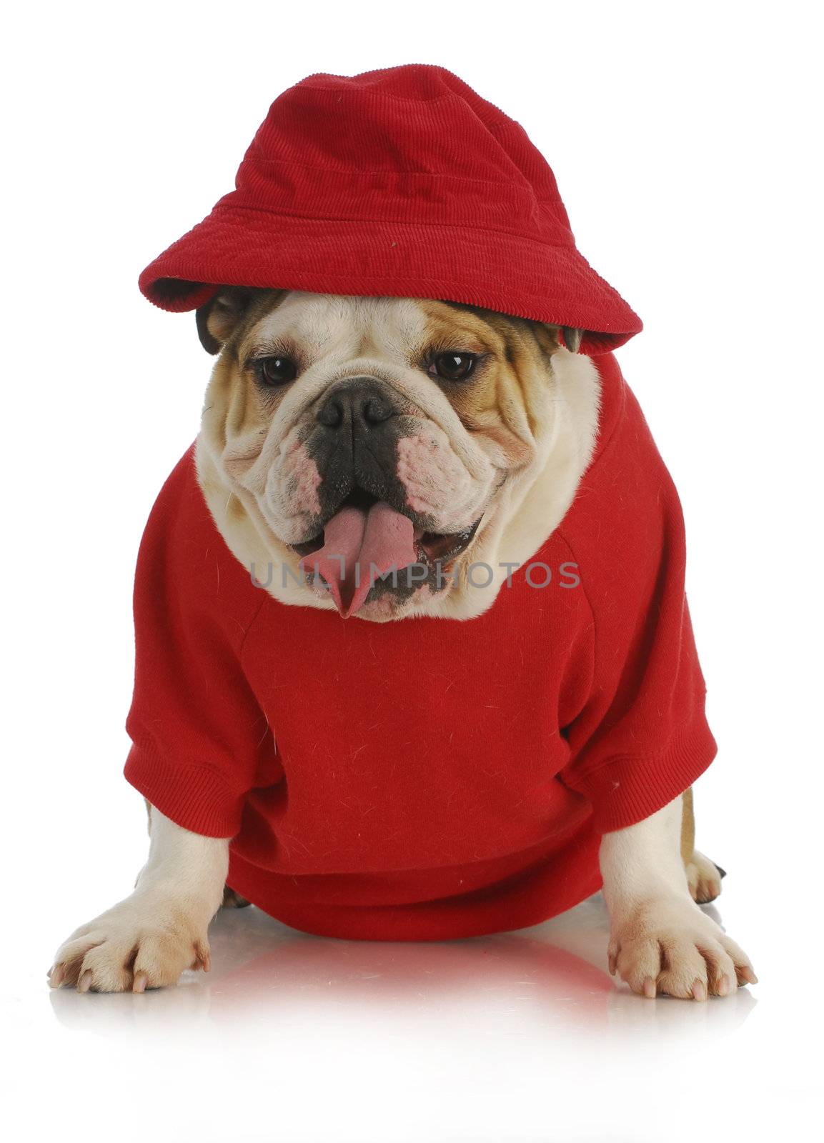cute dog - english bulldog wearing red had and shirt on white background