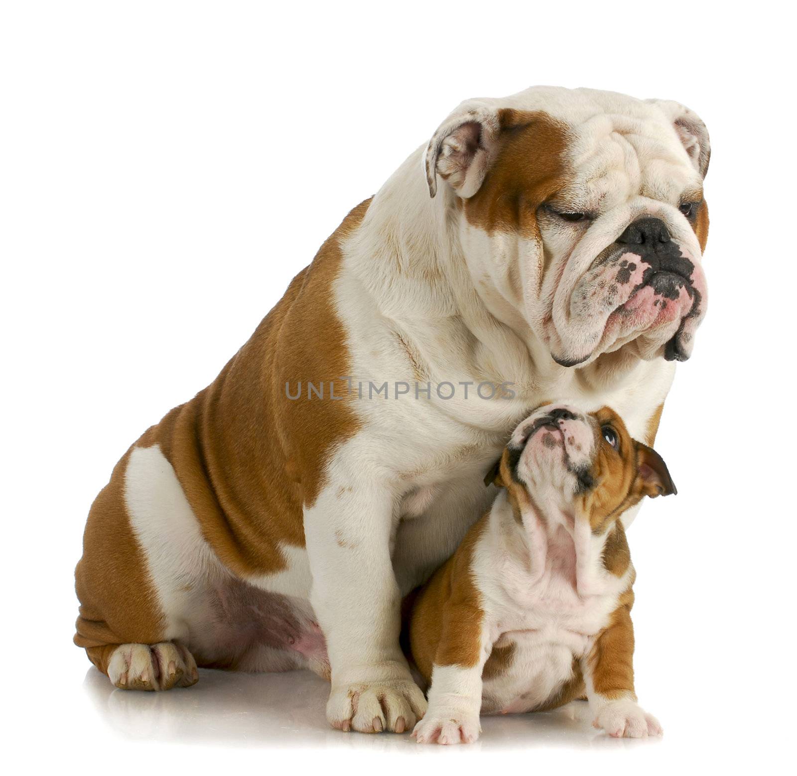 big and small dog - english bulldog father sitting with 8 week old puppy on white background
