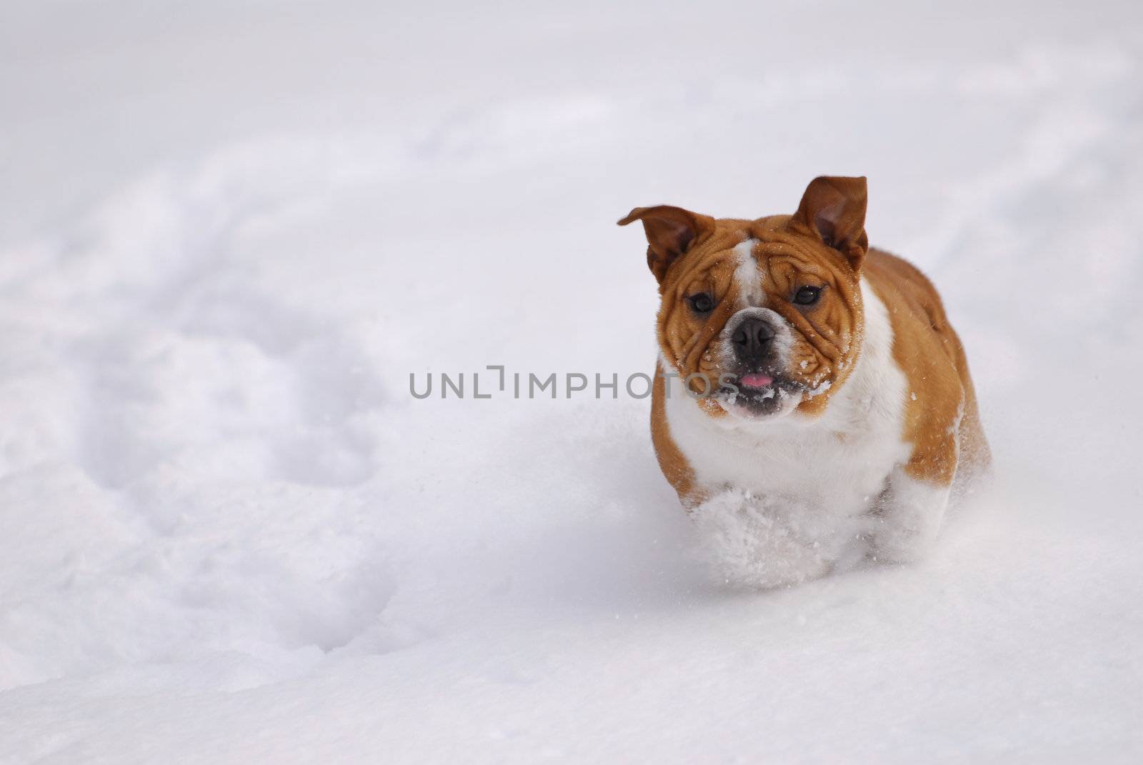 dog running in the snow - english bulldog - six months old