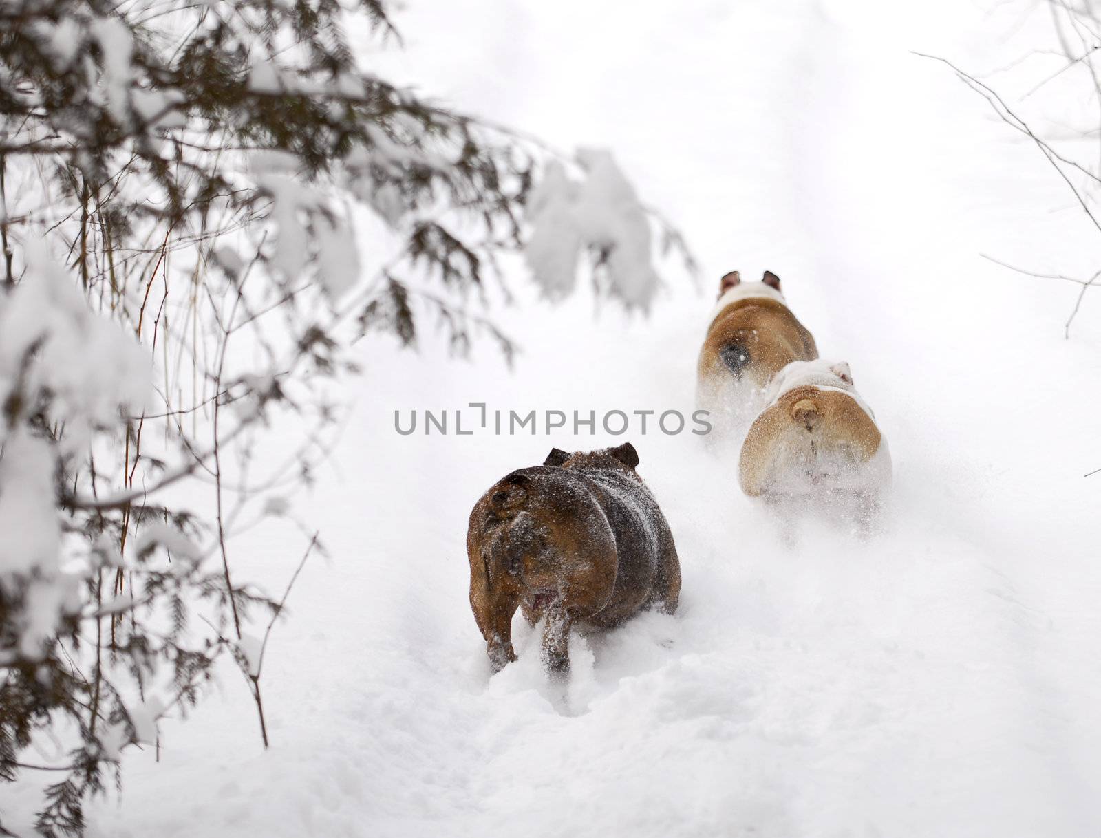 dogs running in snow - three english bulldogs running through snow 