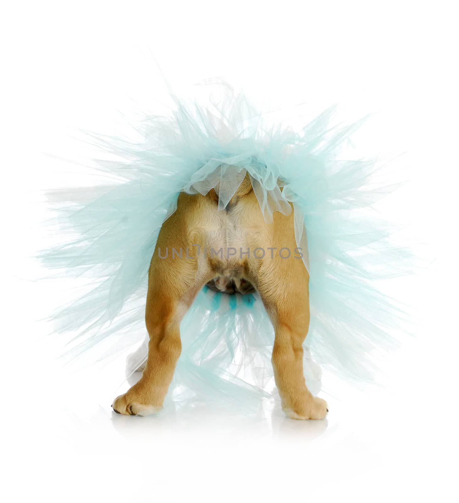 dog bum - english bulldog bum wearing blue tutu