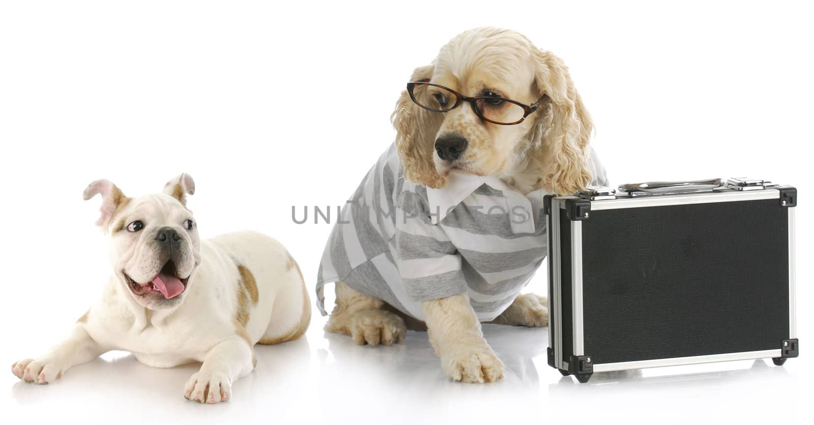 business deal - excited bulldog puppy looking at cocker spaniel business man with briefcase
