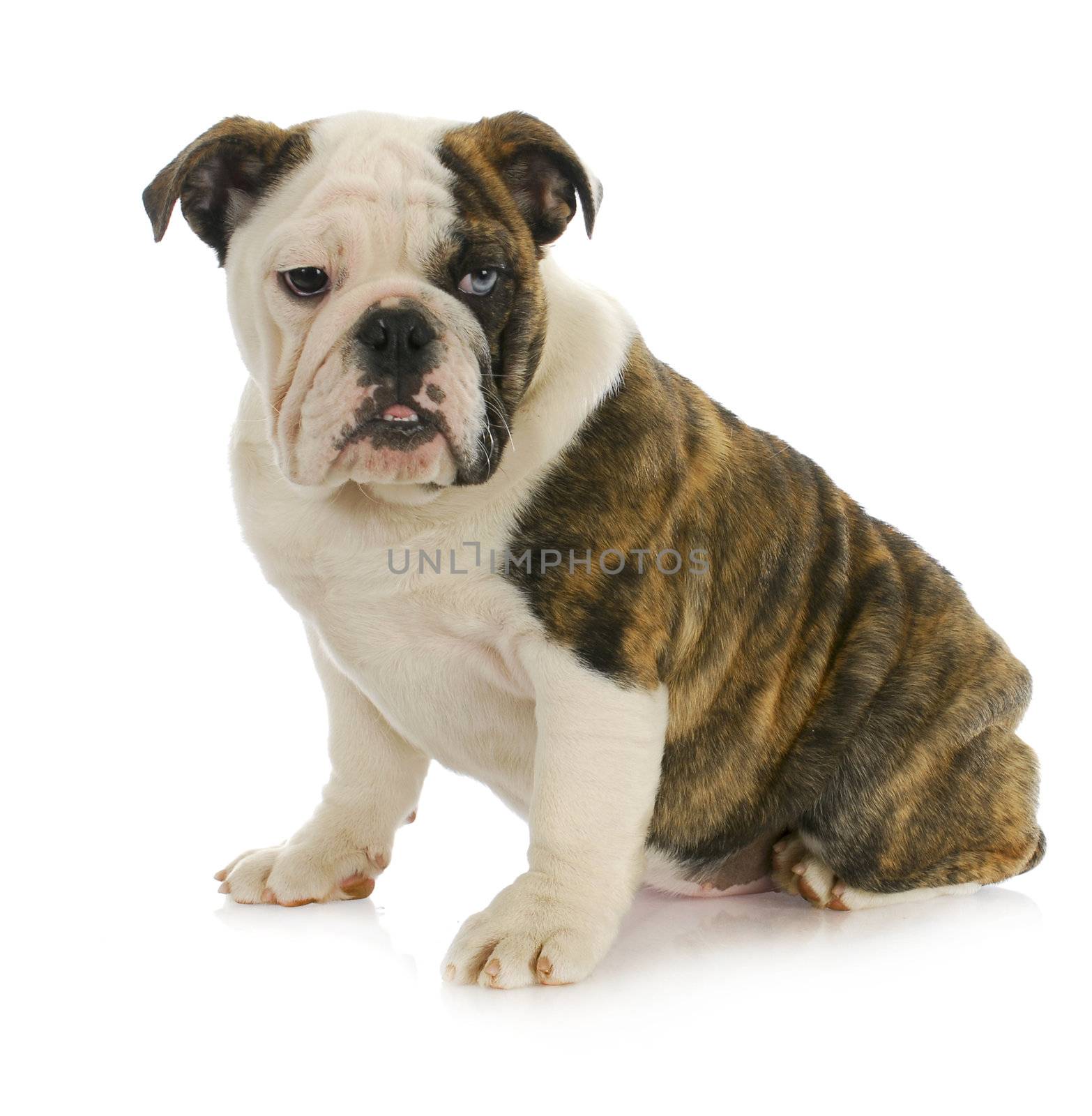 cute puppy - english bulldog puppy with one brown eye and one blue eye - 4 months old