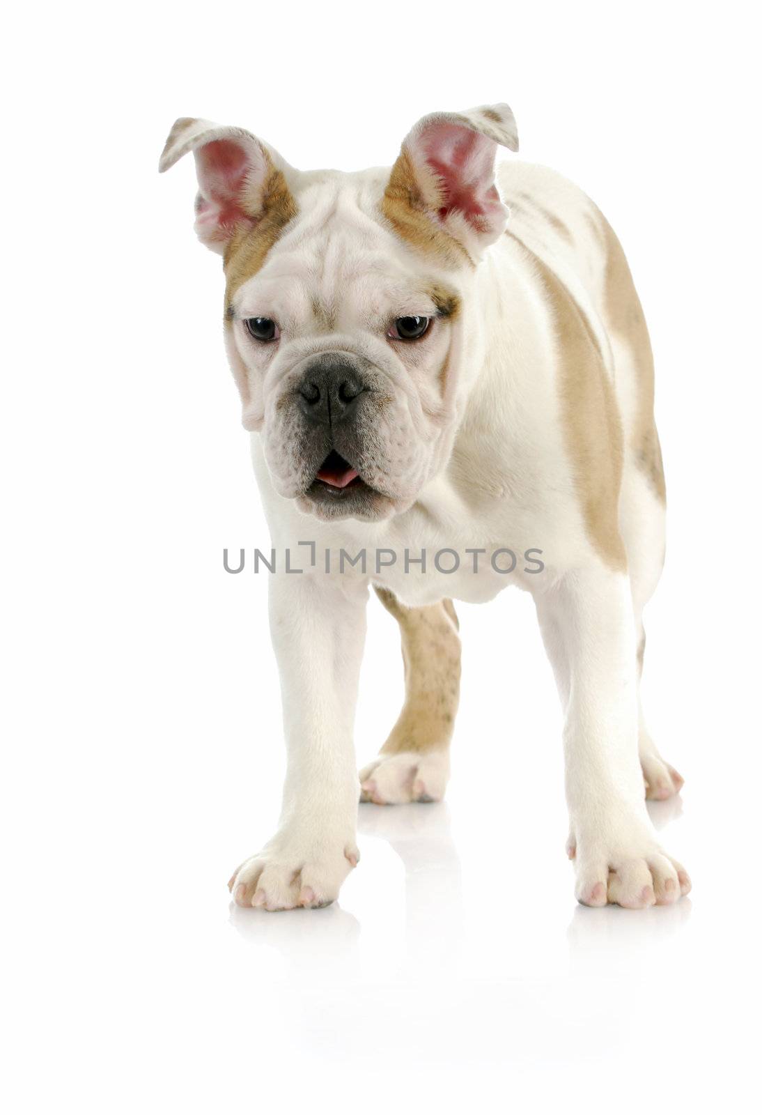 puppy standing - english bulldog standing with reflection on white background