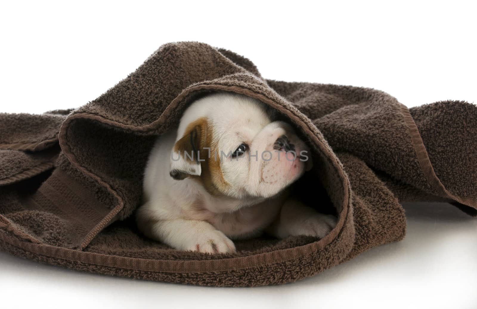 puppy bath time - english bulldog puppy and towel 