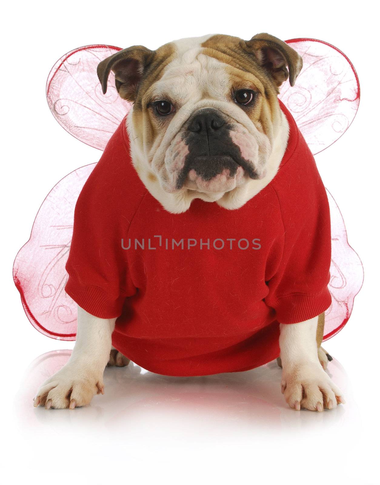 good dog - english bulldog dressed up like an angel 