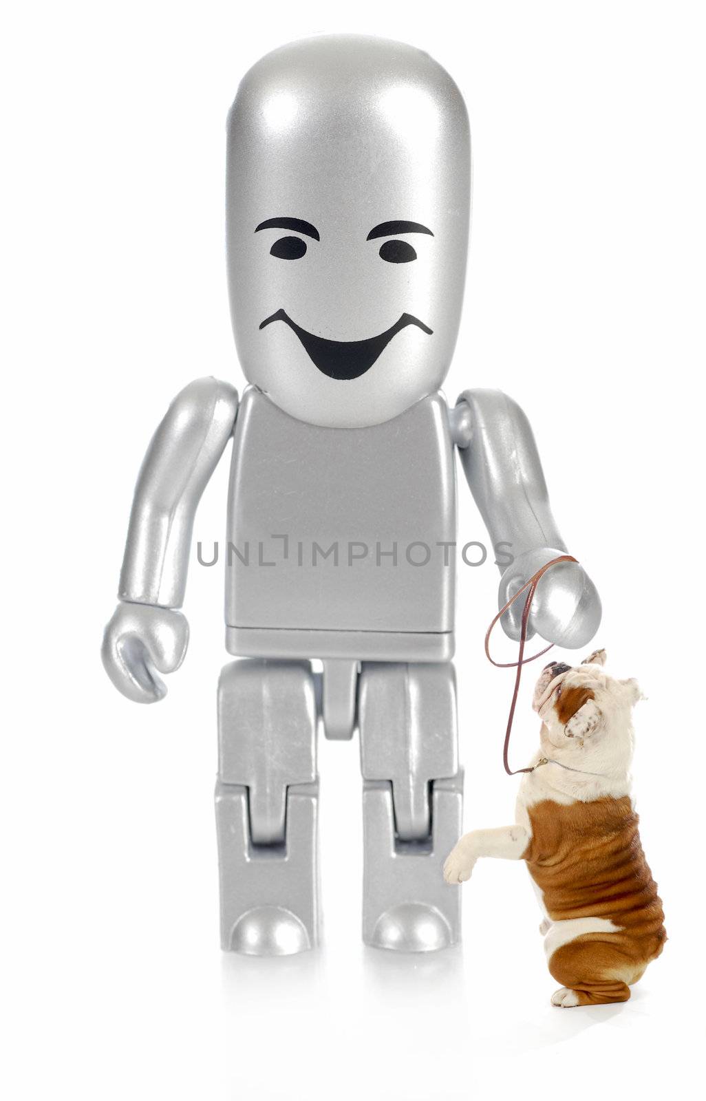 trained dog - robot person with english bulldog begging at feet