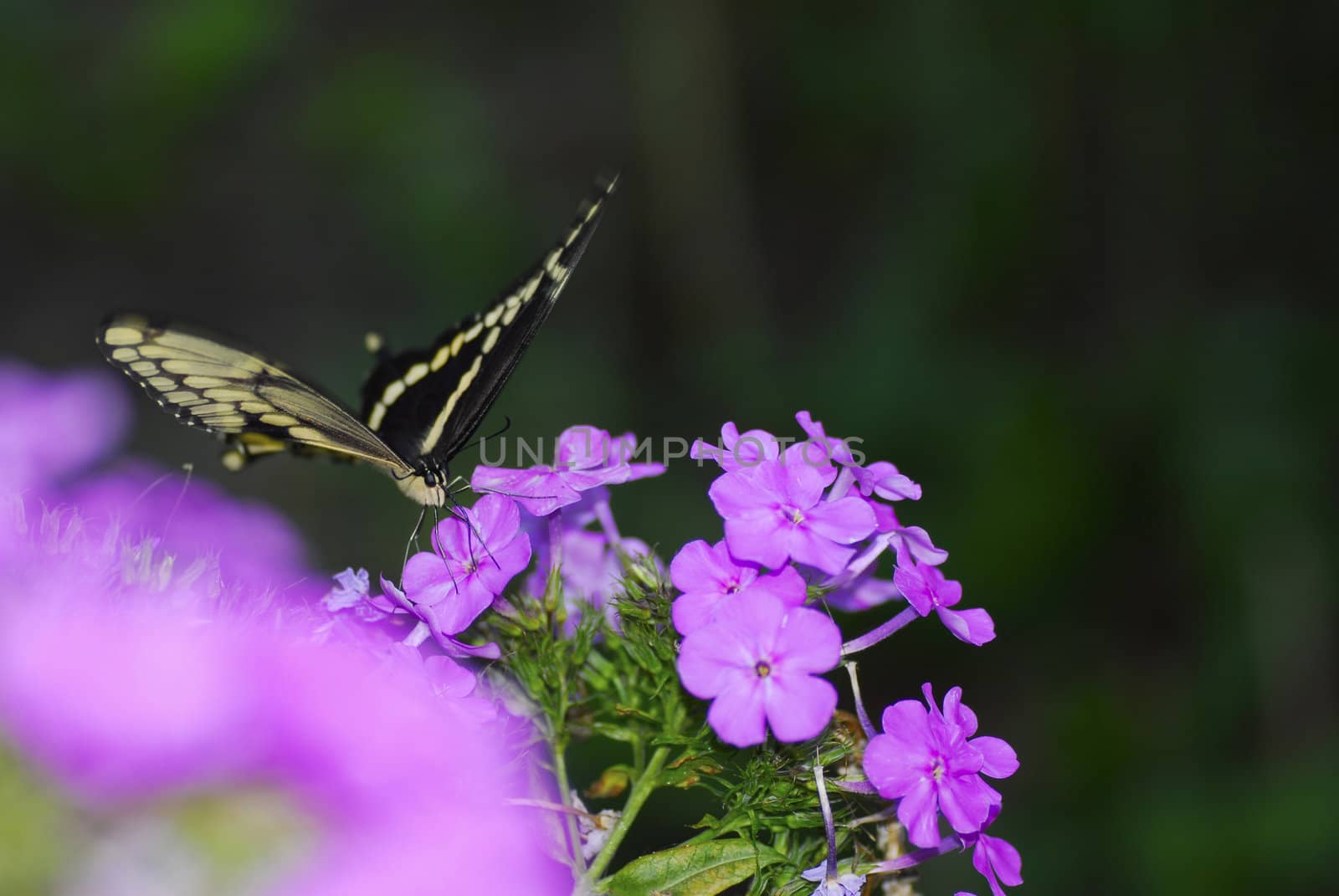 butterfly on a flower by willeecole123