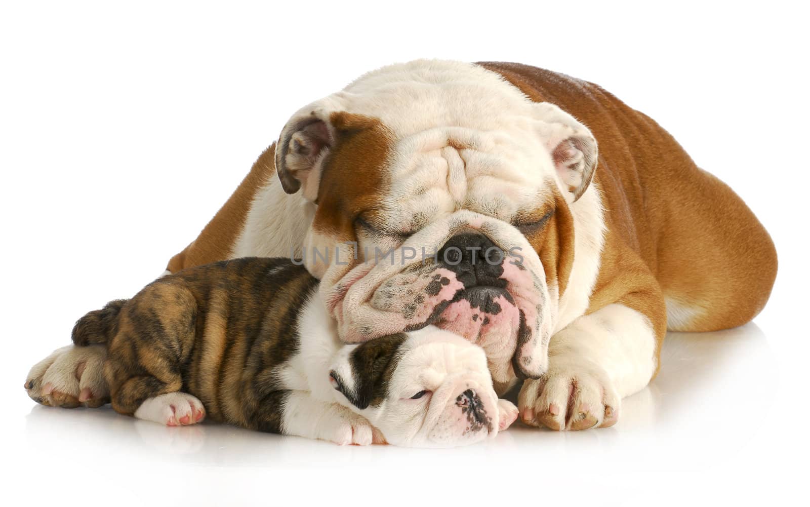 bulldog father and daughter resting together on white background