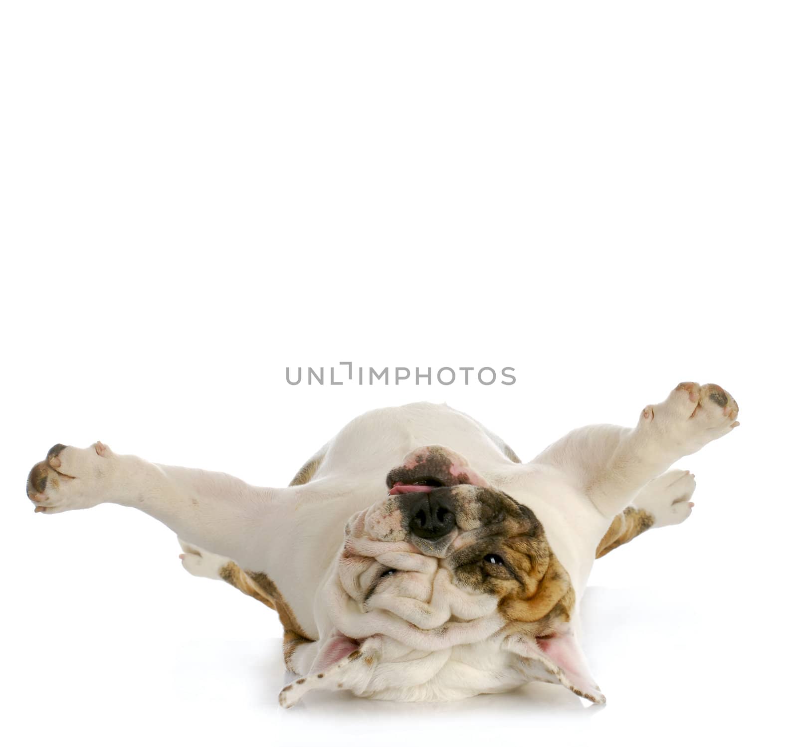 dog upside down - english bulldog laying on back looking up 