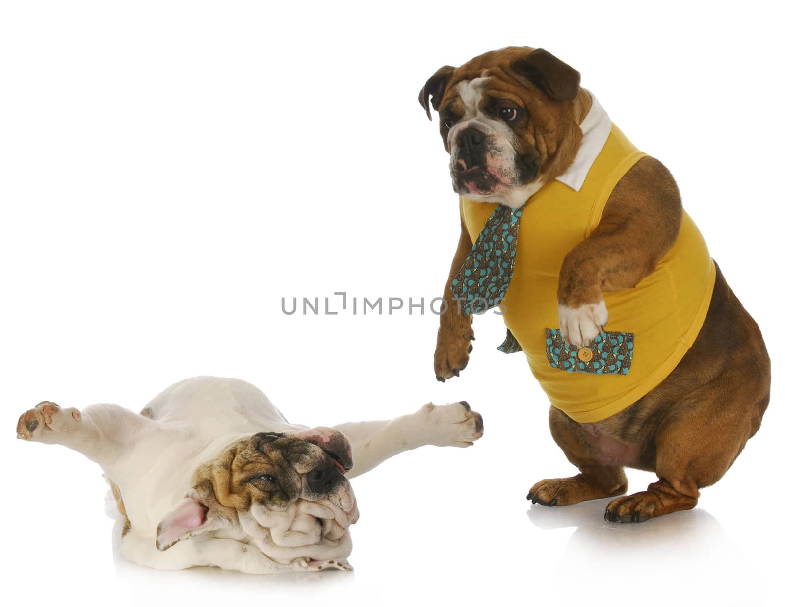 silly dogs - english bulldog standing looking down at another laying on back 