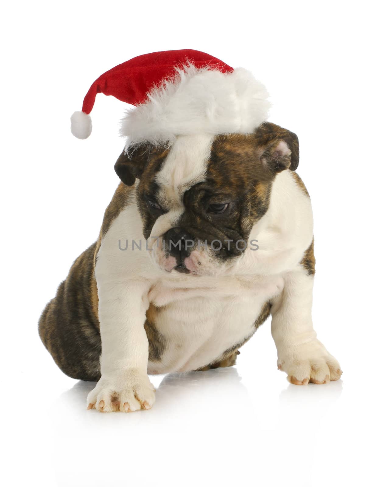 santa puppy - english bulldog puppy wearing santa hat on white background
