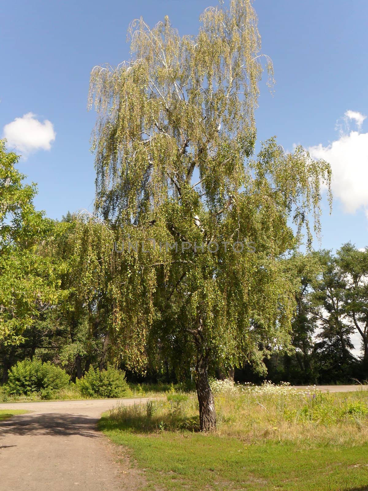 Summer landscape, birch on the road
against the blue sky and clouds