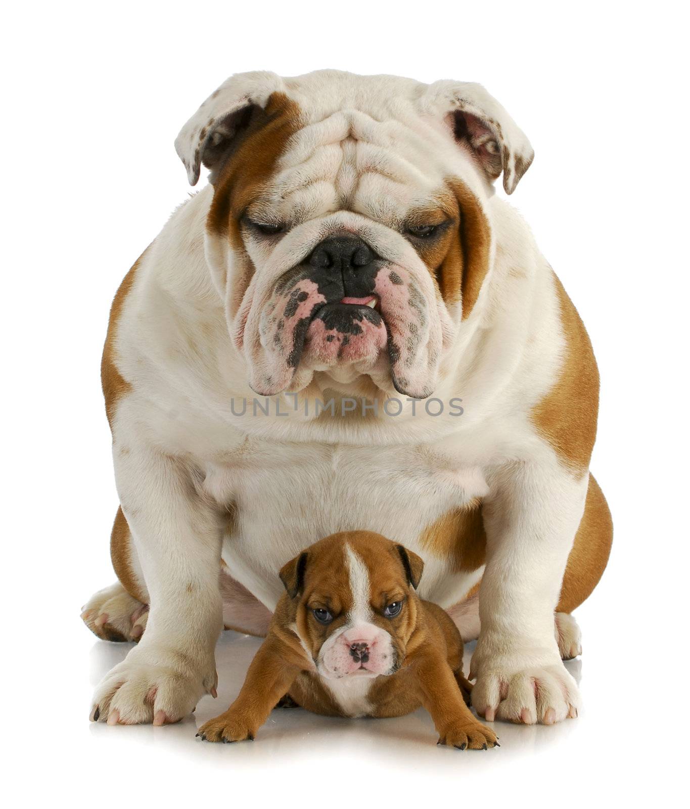 father and son - english bulldog father and four week old son sitting on white background