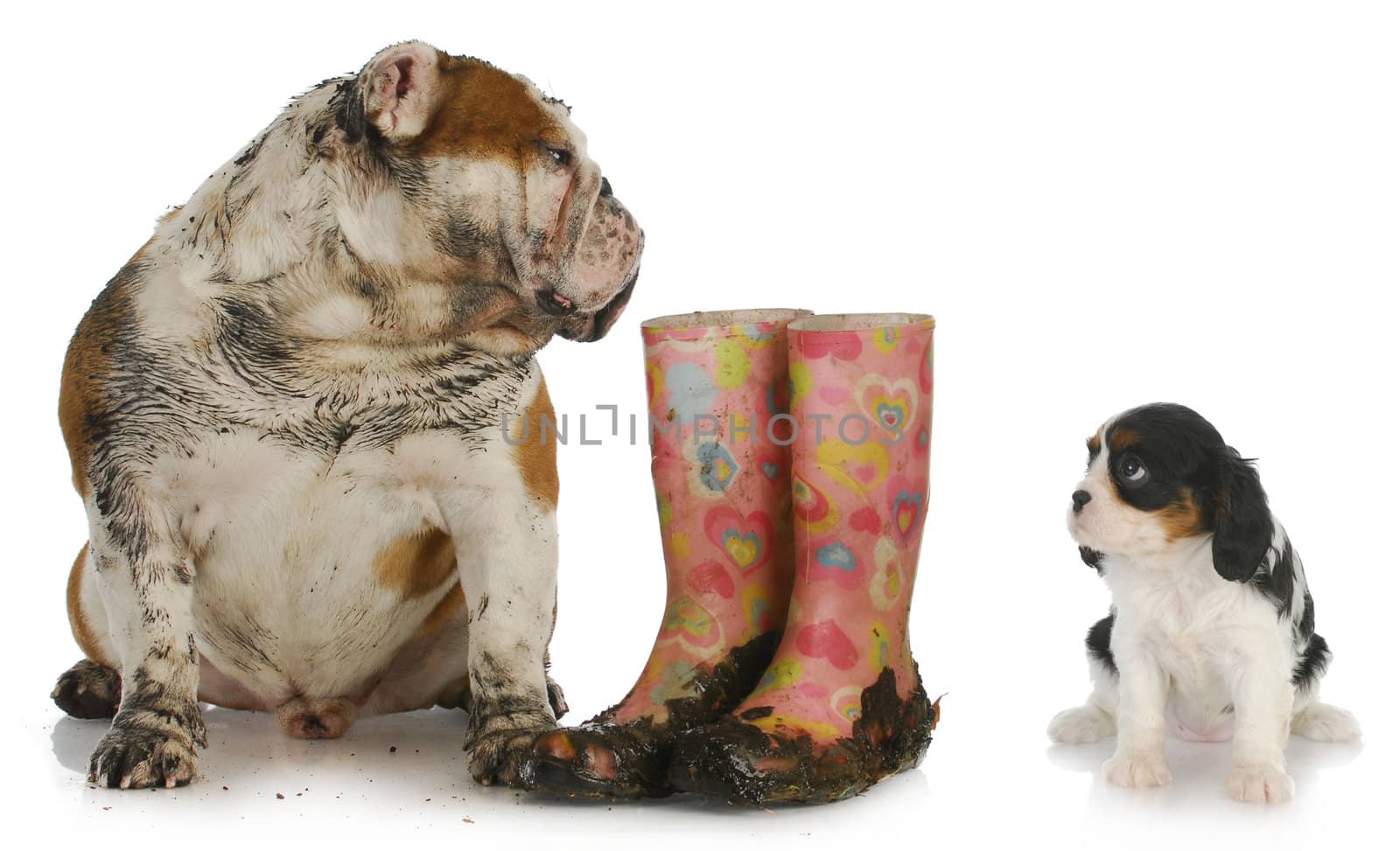 dirty english bulldog sitting beside muddy boots looking over at clean cavalier king charles spaniel puppy
