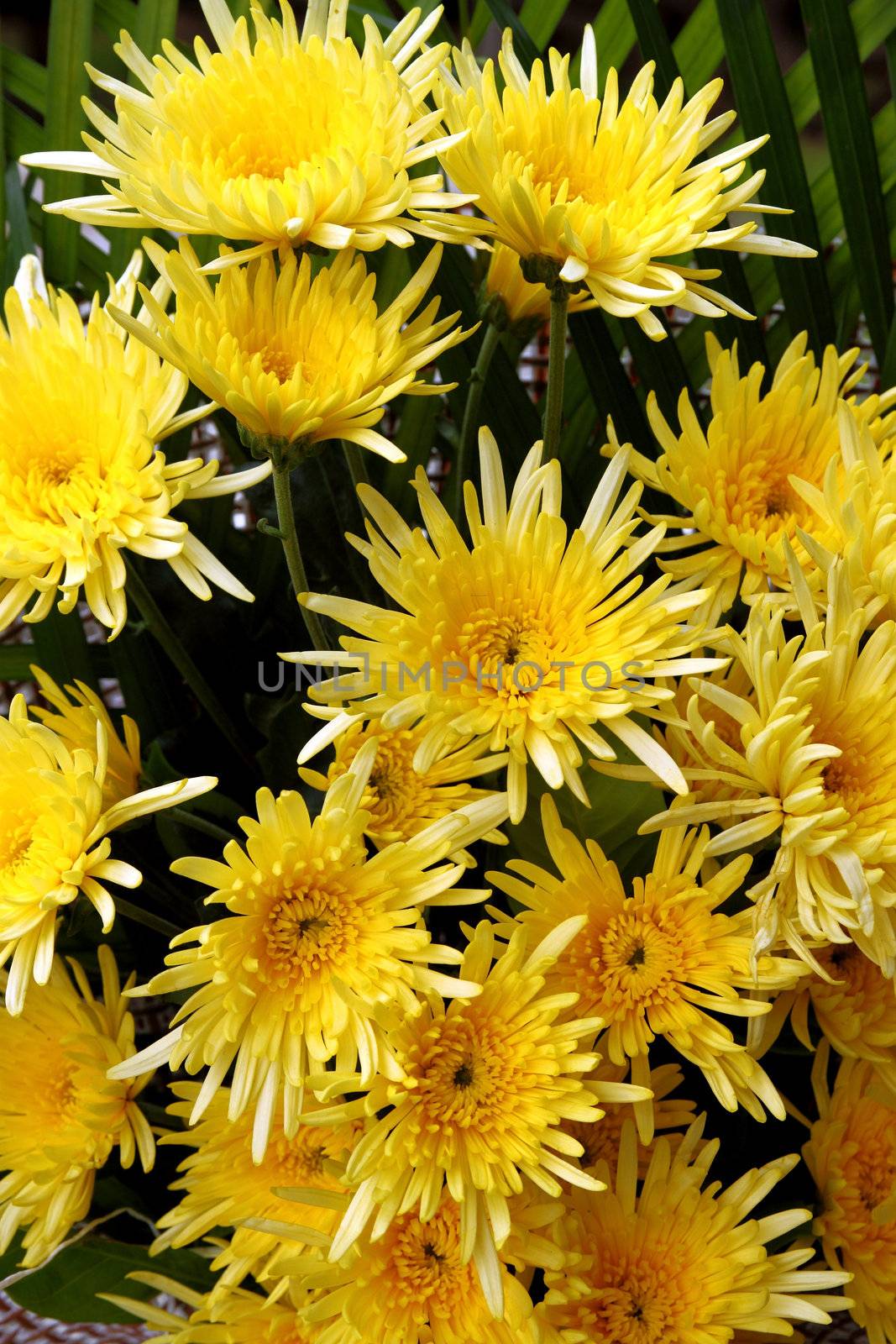 There are beaitful chrysanthemums , colour of yellow