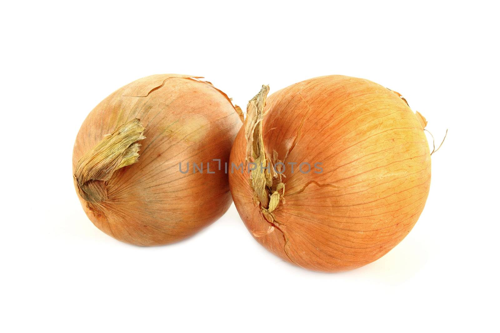 onion on white background by geargodz