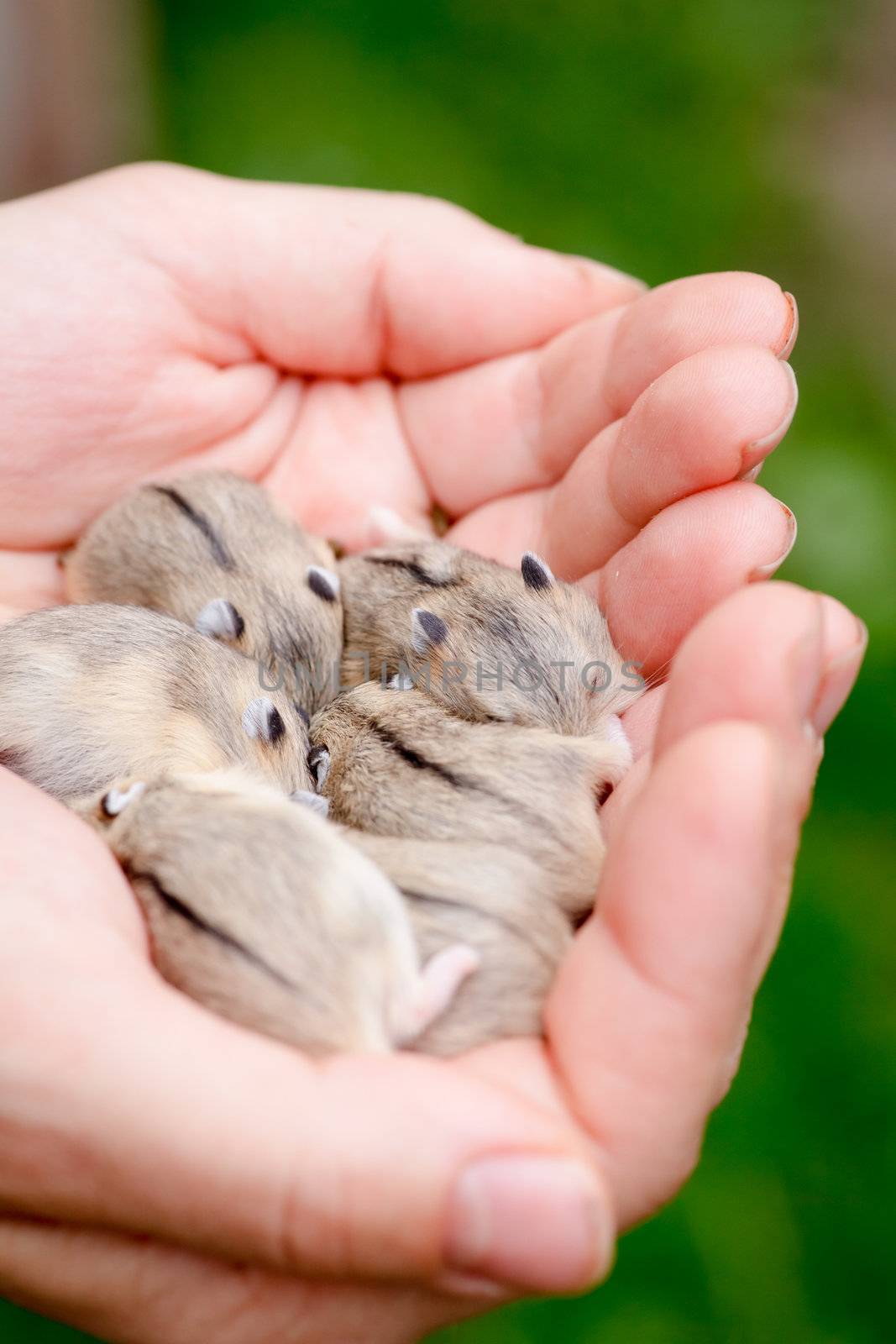 Close-up of baby hamsters being held in hands