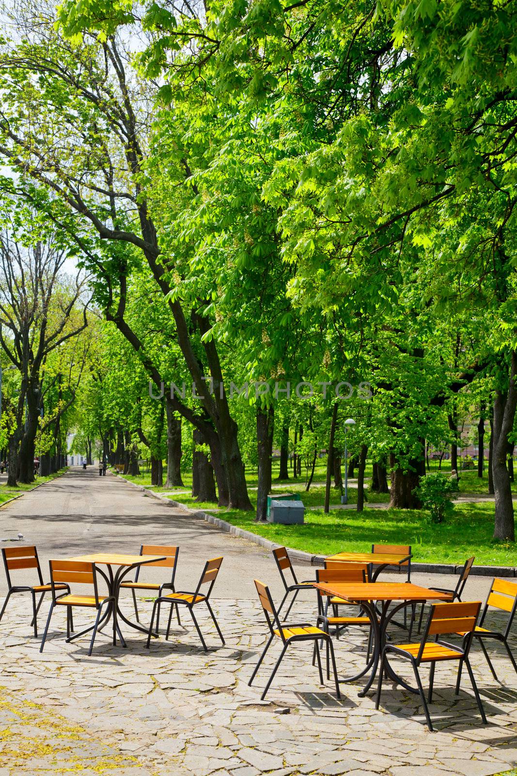 Tables and chairs under the blooming Chestnut tree at spring park