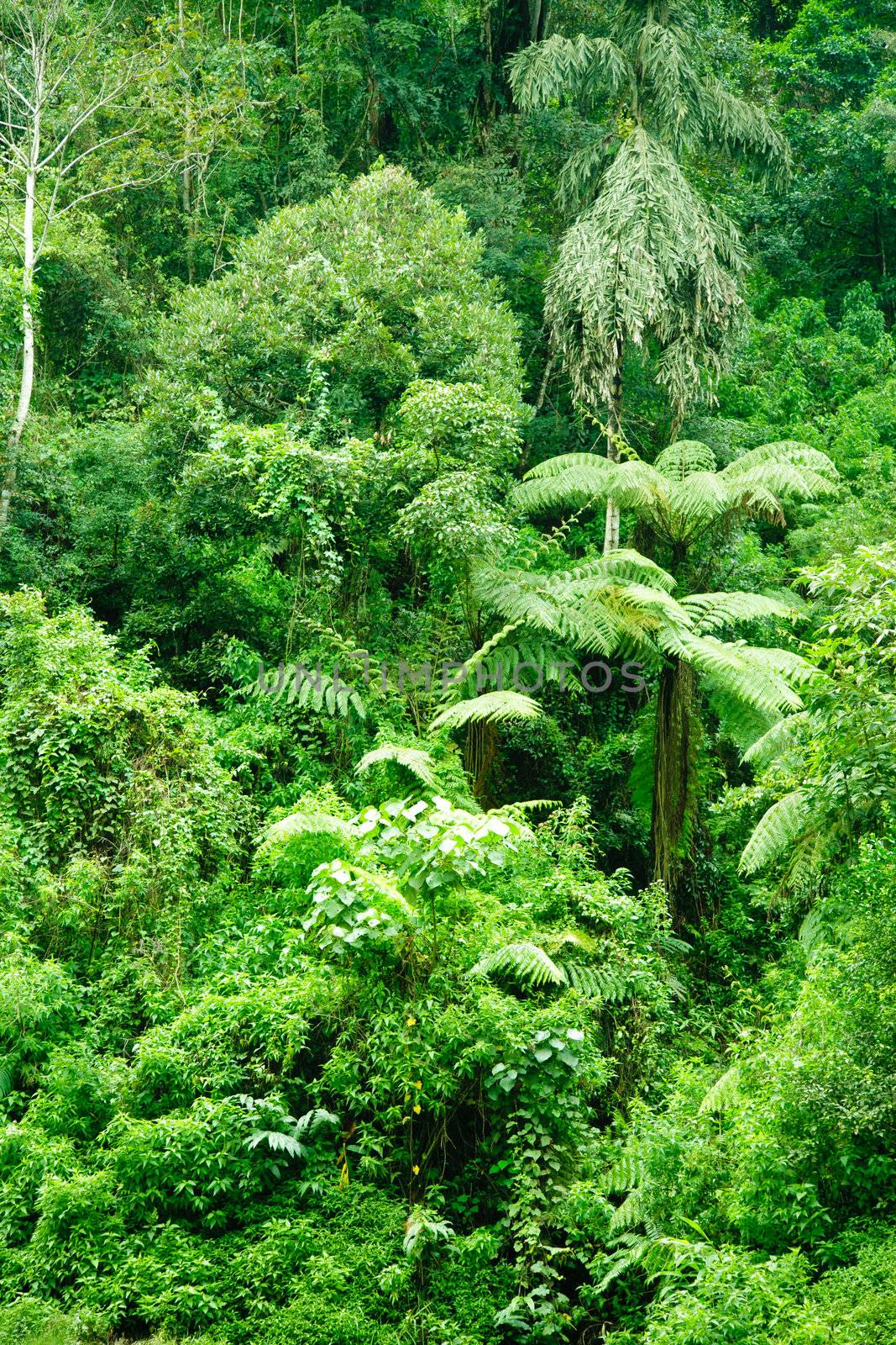 Rainforest by naumoid