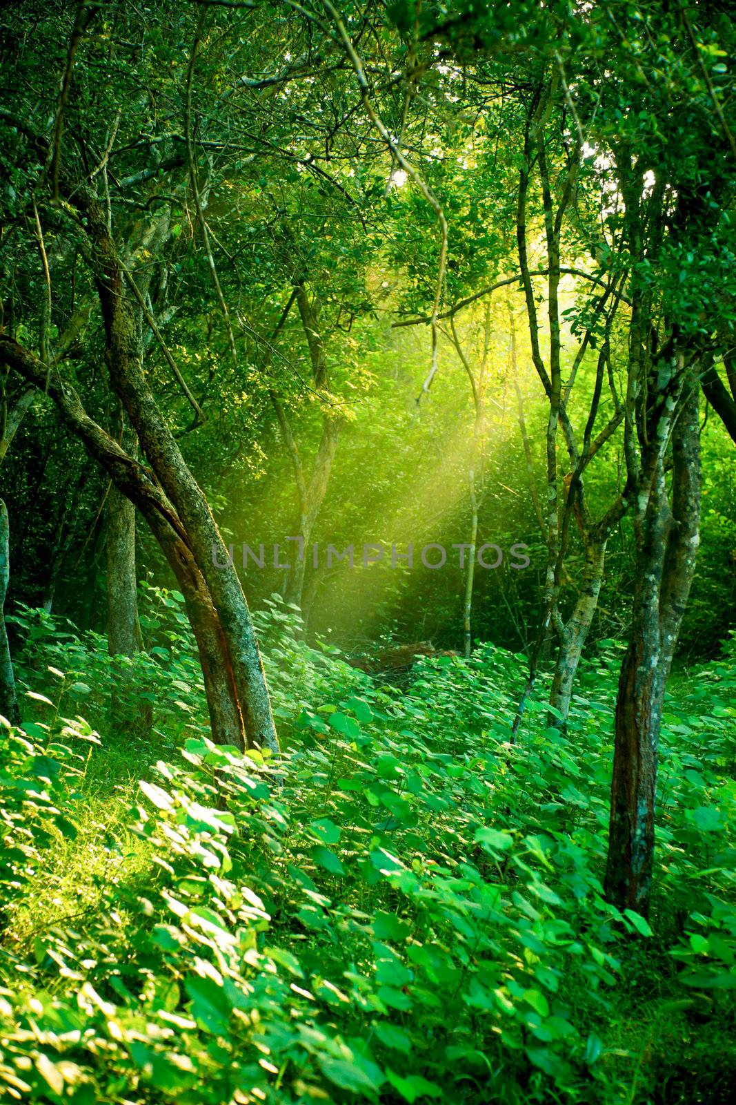 Sunlight rays pour through leaves in a rainforest at Sri Lanka