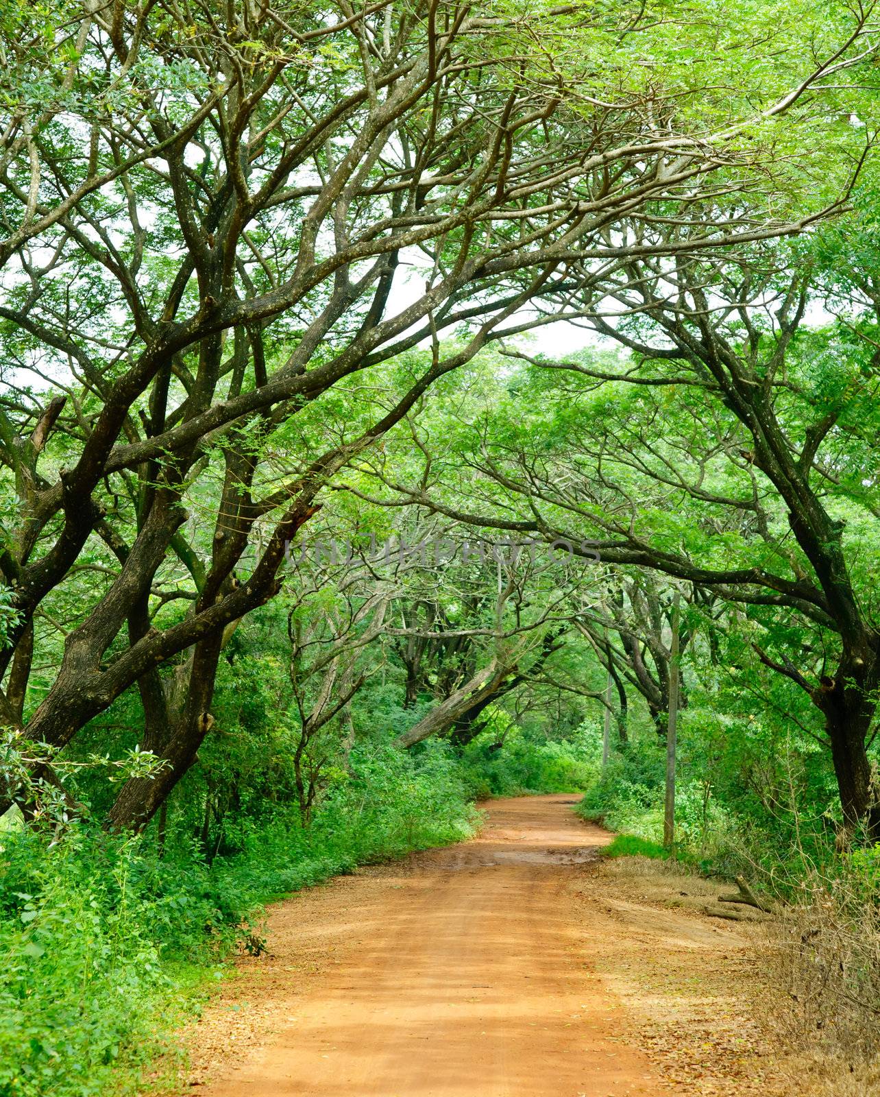 Dirt road through dense rainforest in Sri Lanka