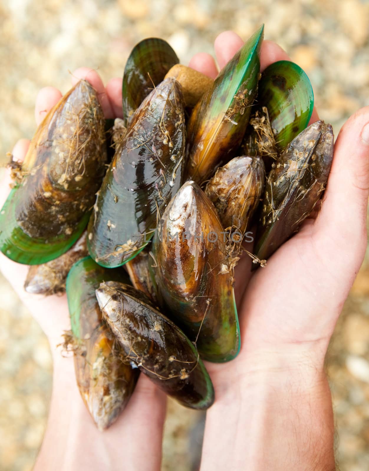 Hands holding fresh New Zealand green-lipped mussels, shallow focus