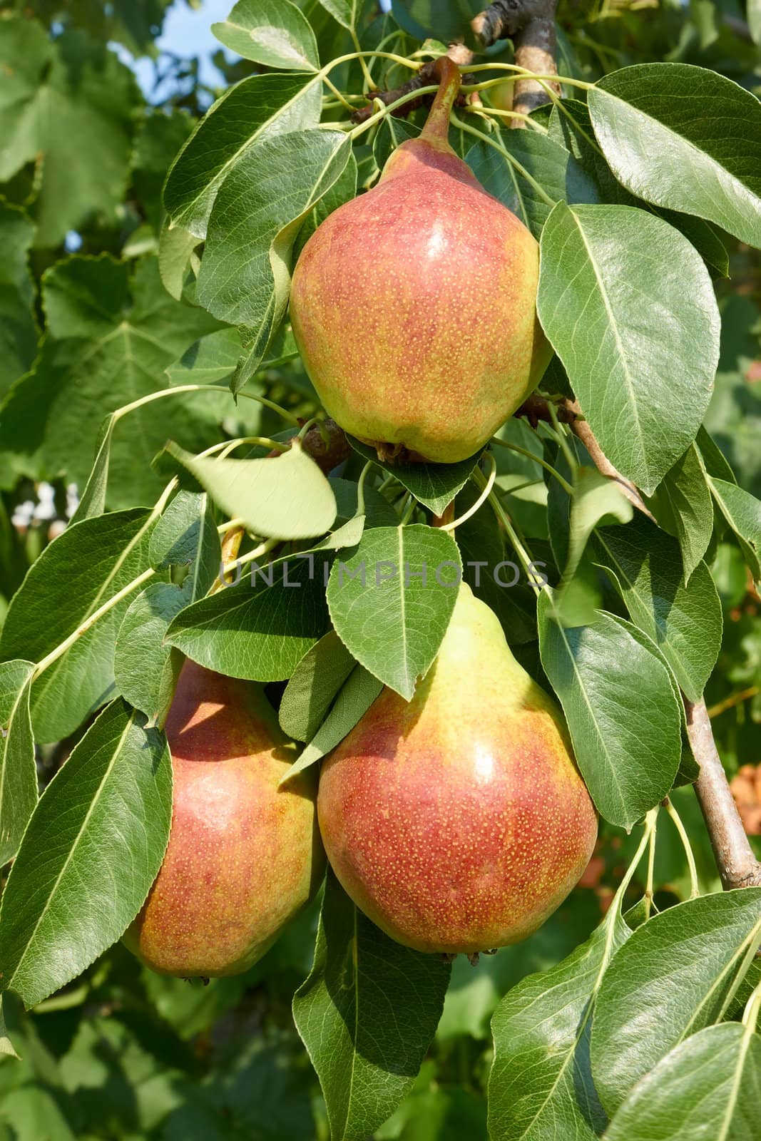 Ripe pear fruit hanging on a tree branch in the bright sunlight. Close-up