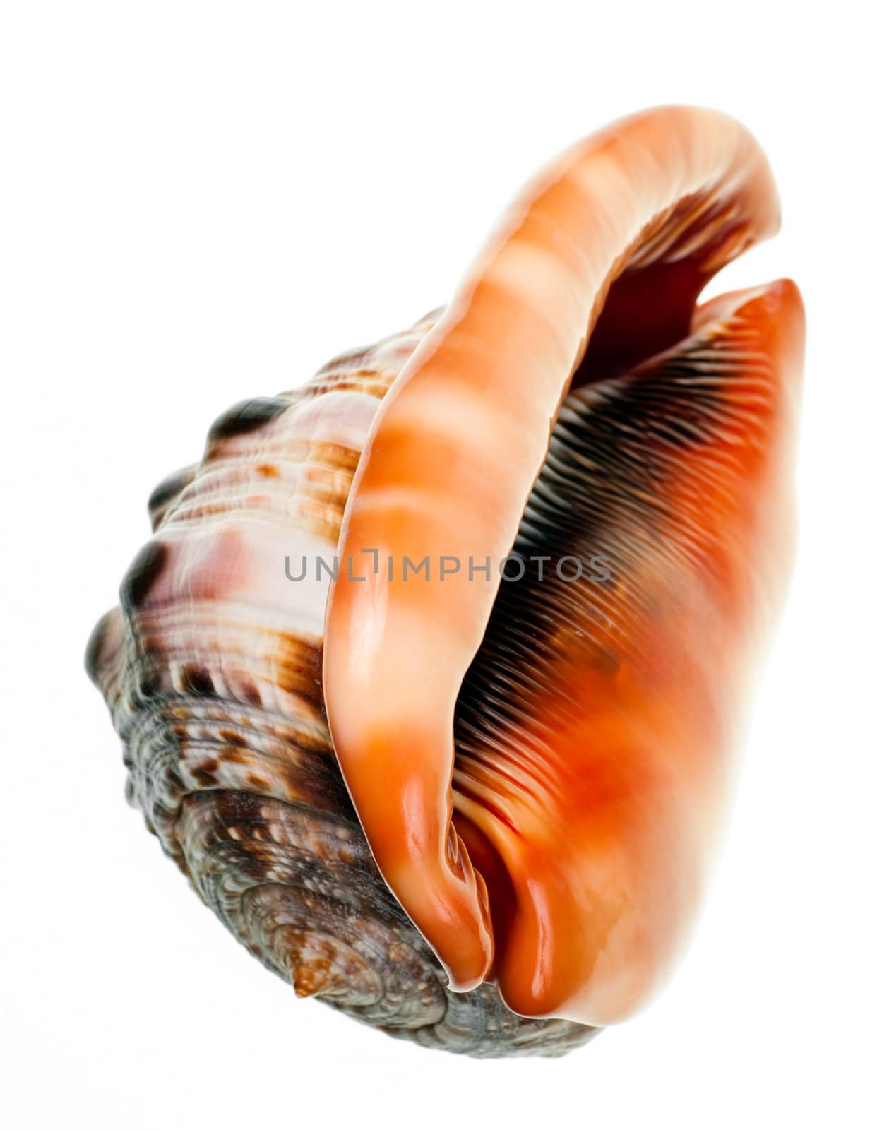 Seashell by naumoid