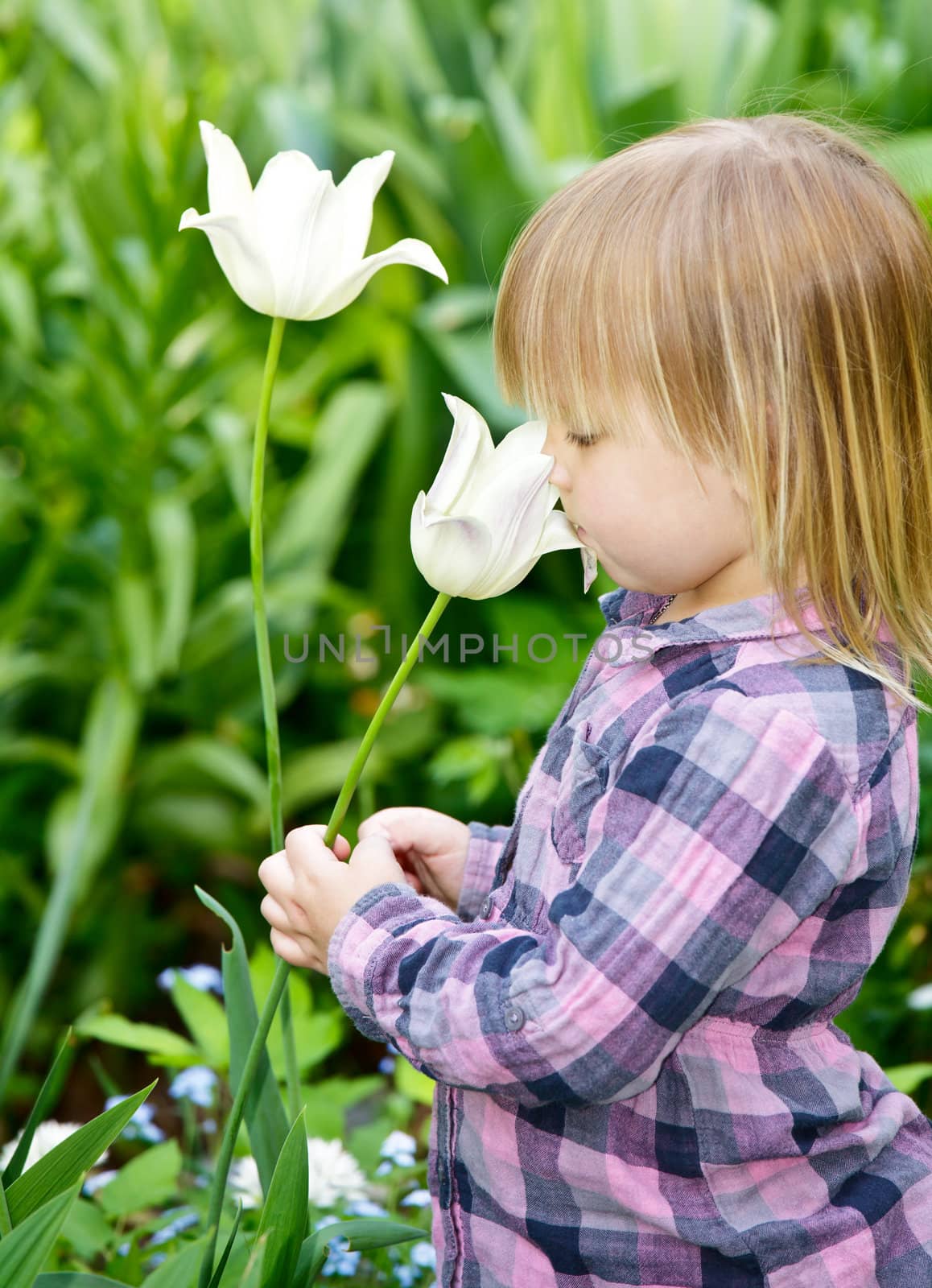Little girl smelling white tulip in a garden
