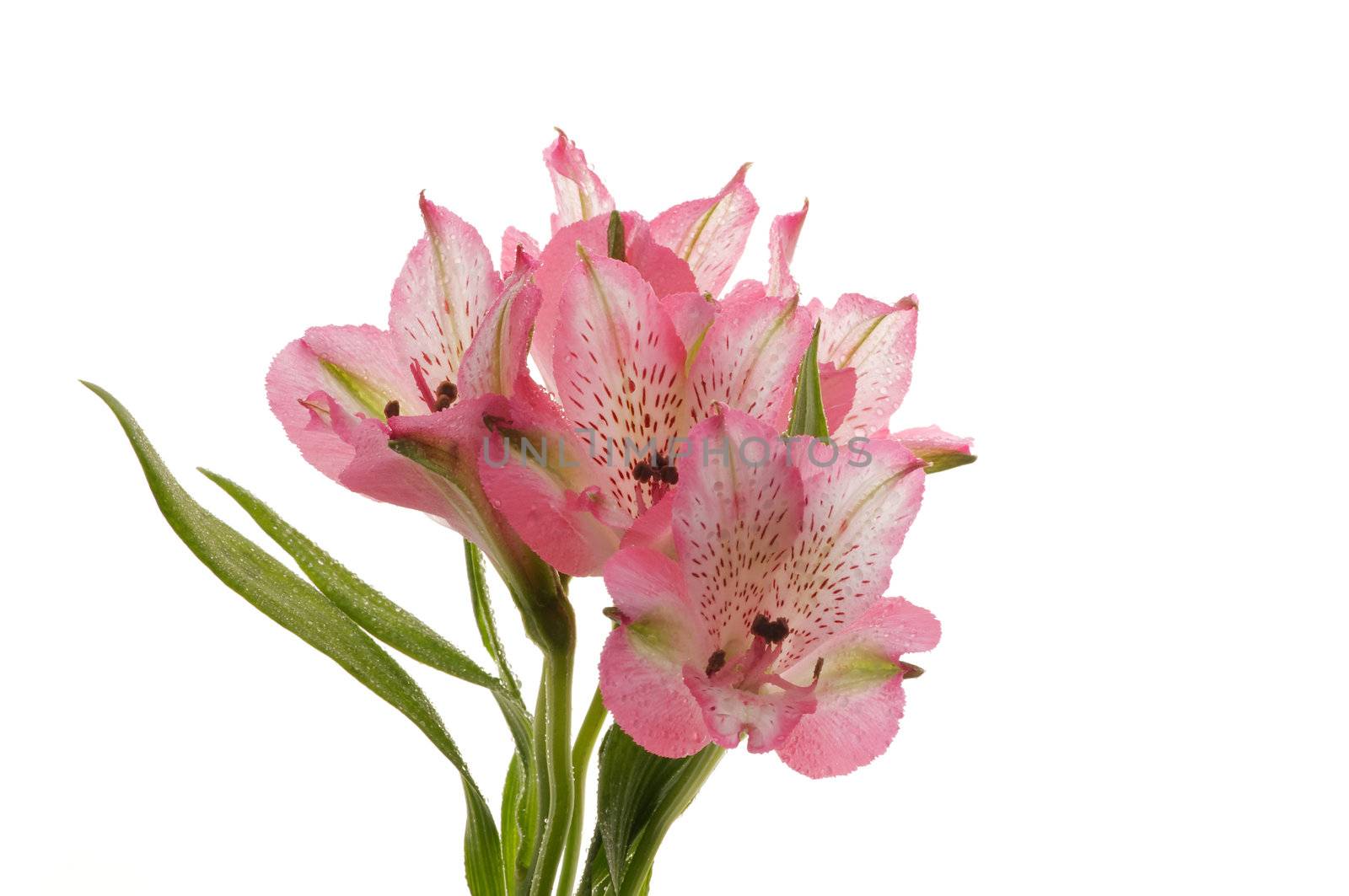 Bunch of Beautiful Pink Alstroemeria against the Light isolated on white background