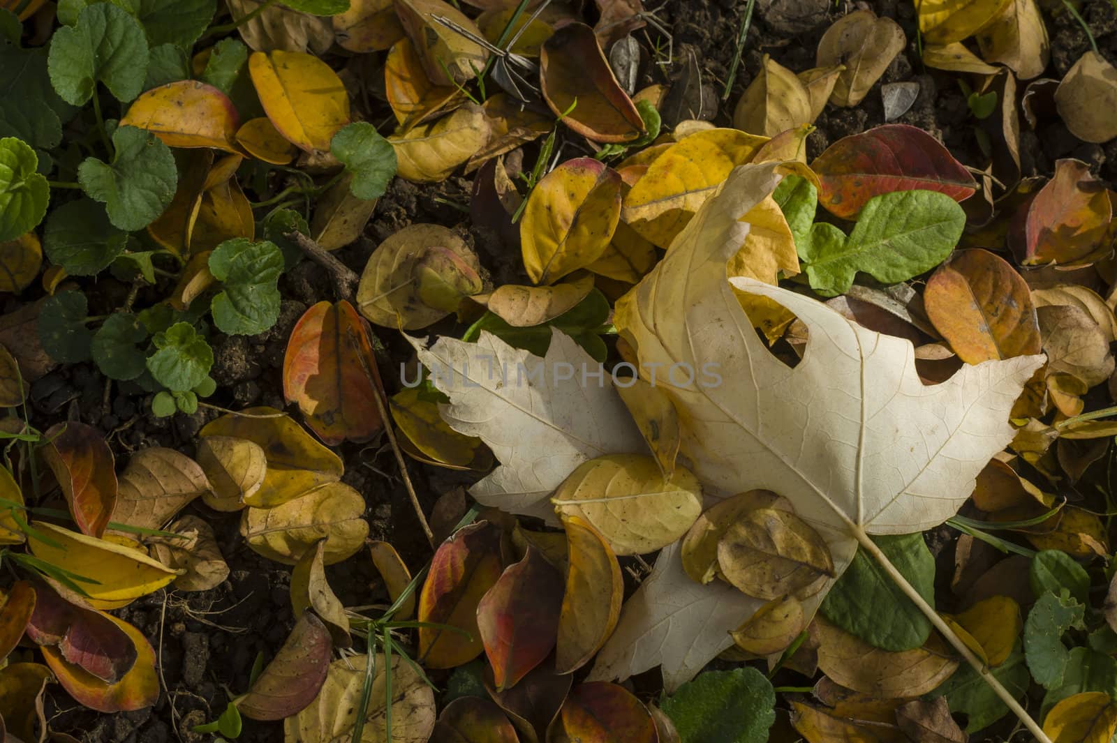 Fallen leaves on the grass in Autumn