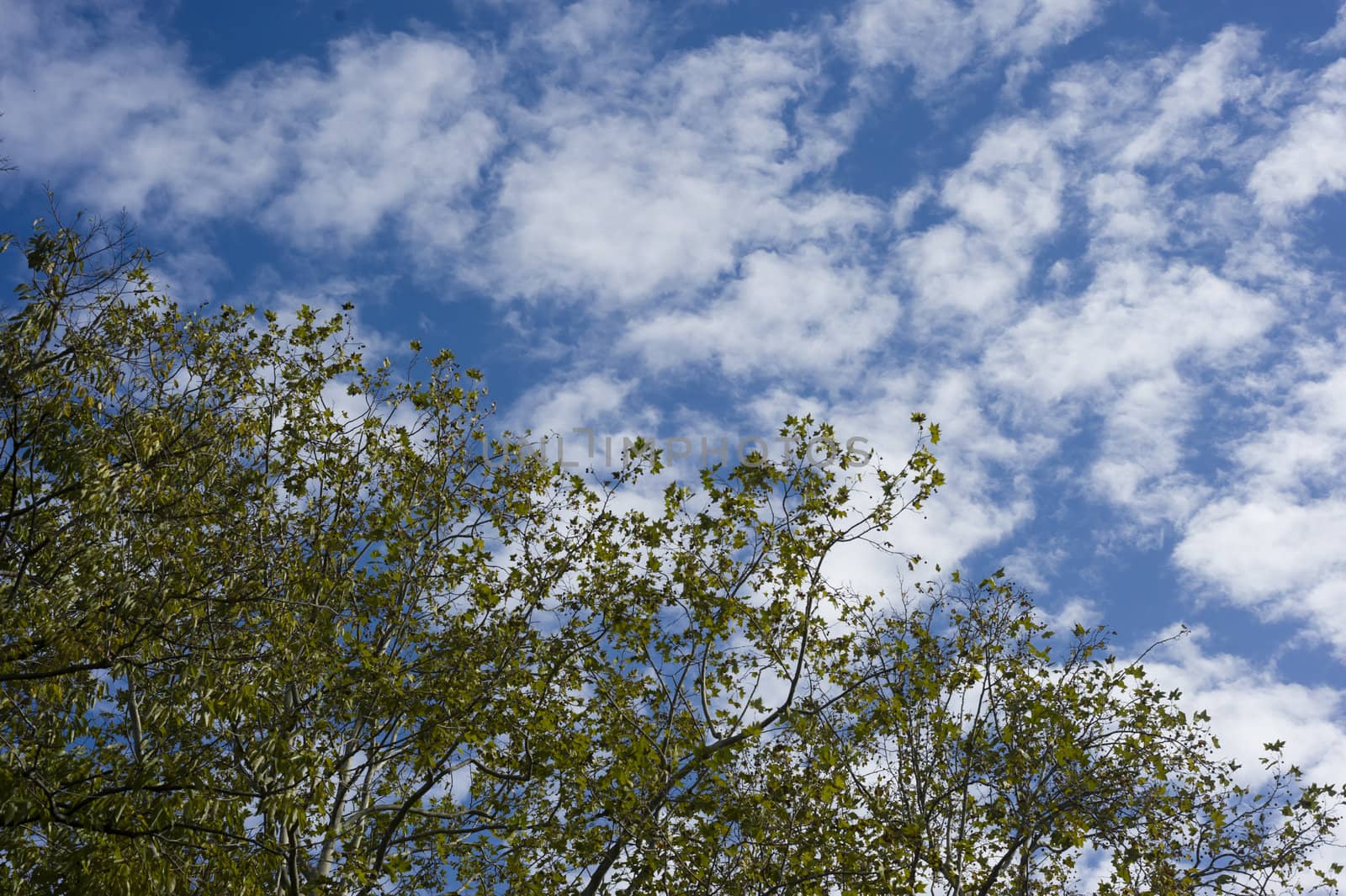 Green tree on blue sky with white clouds