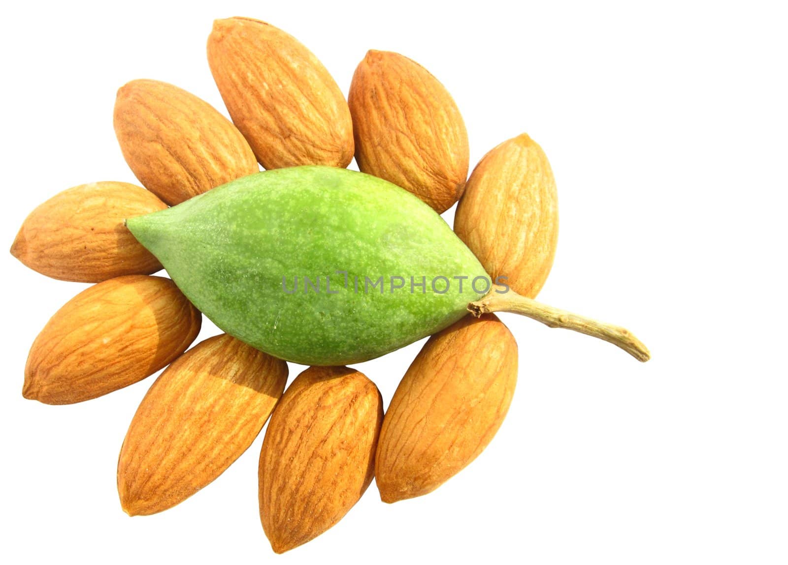 decorative arrangements of group of almond nuts with one raw green almond in middle 