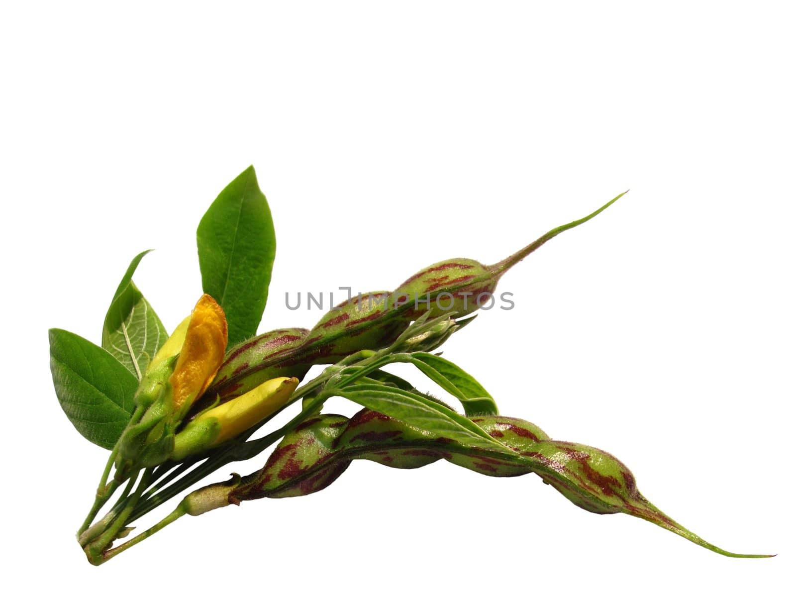 tropical green pea with its flower isolated on white background