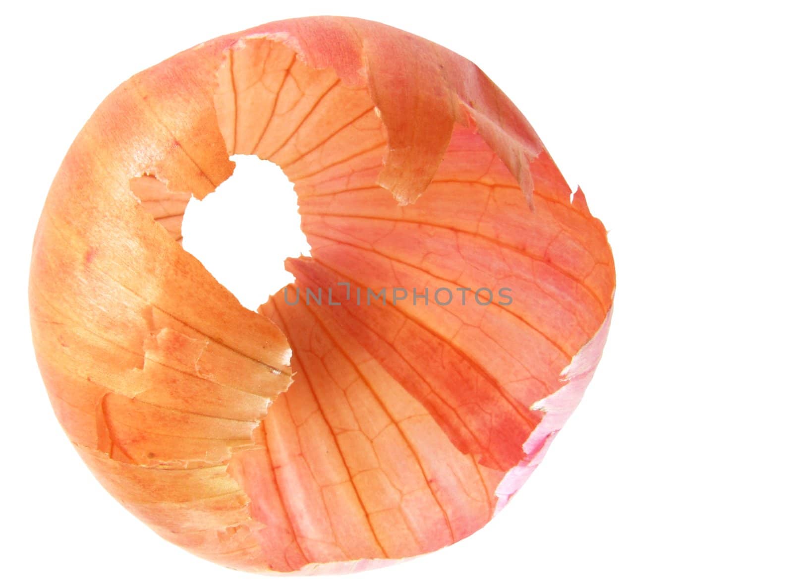 closeup of hollow peeled onion skin isolated on white
