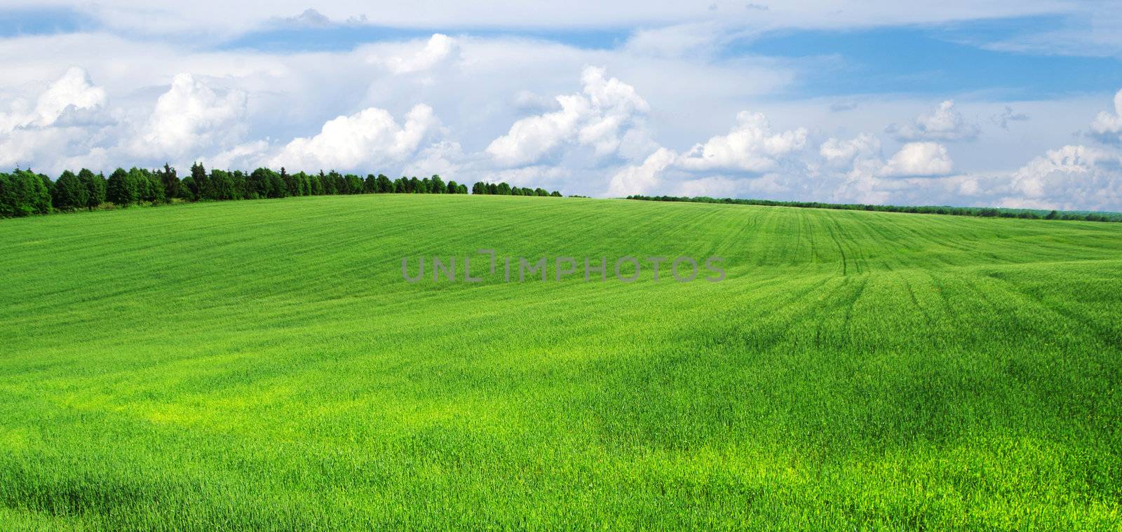 green field and blue sky