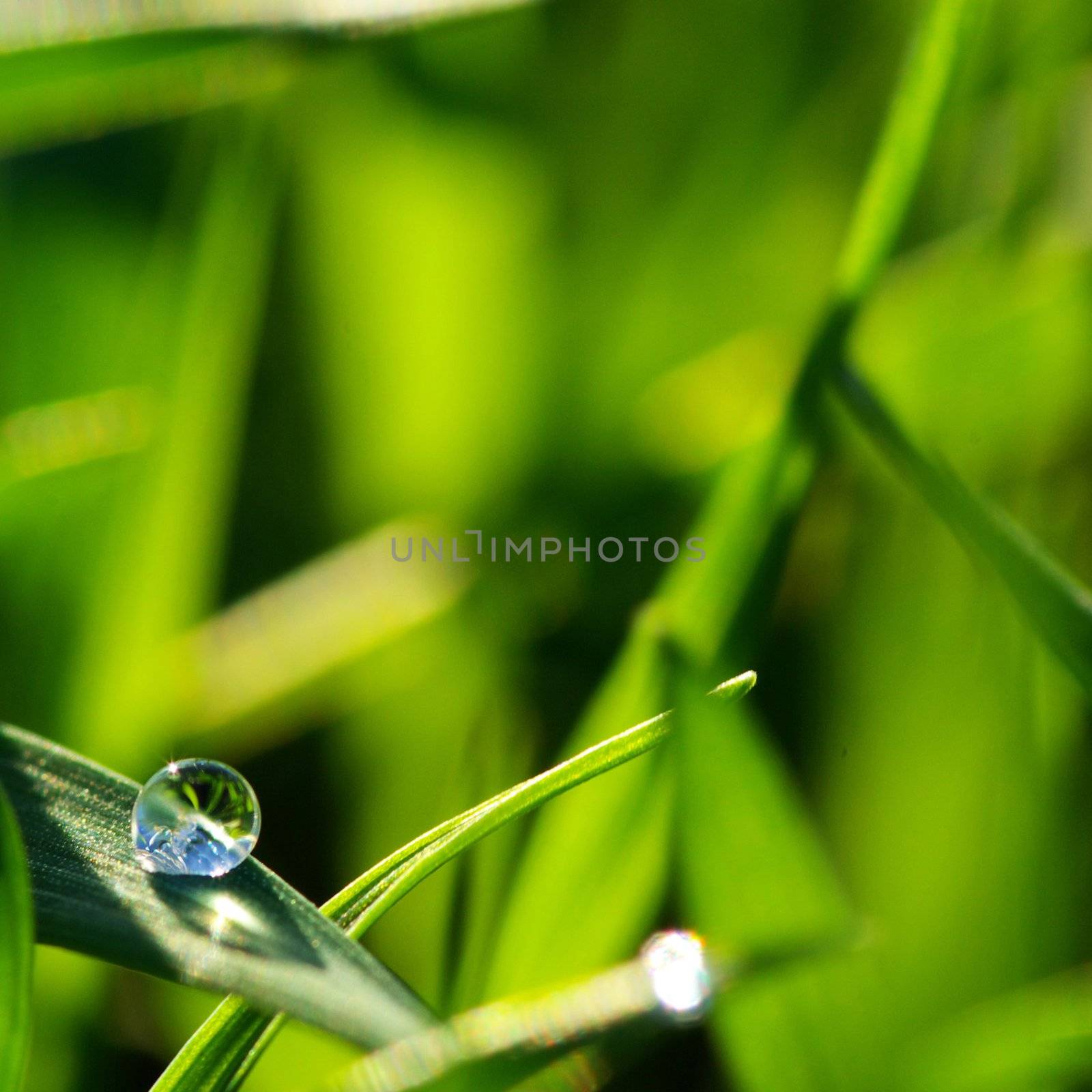 Dew  on a blade of grass 