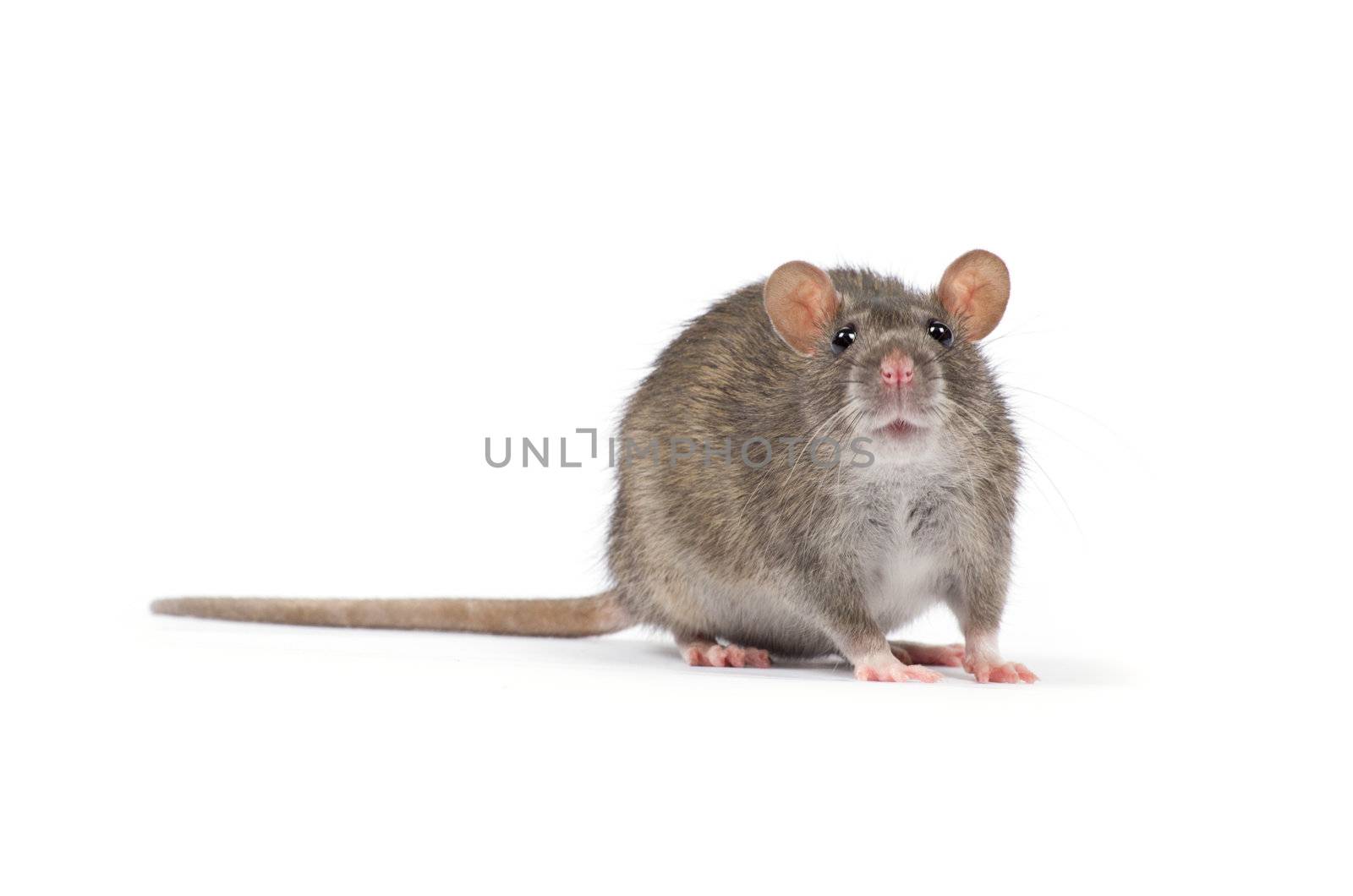 rat isolated on white background