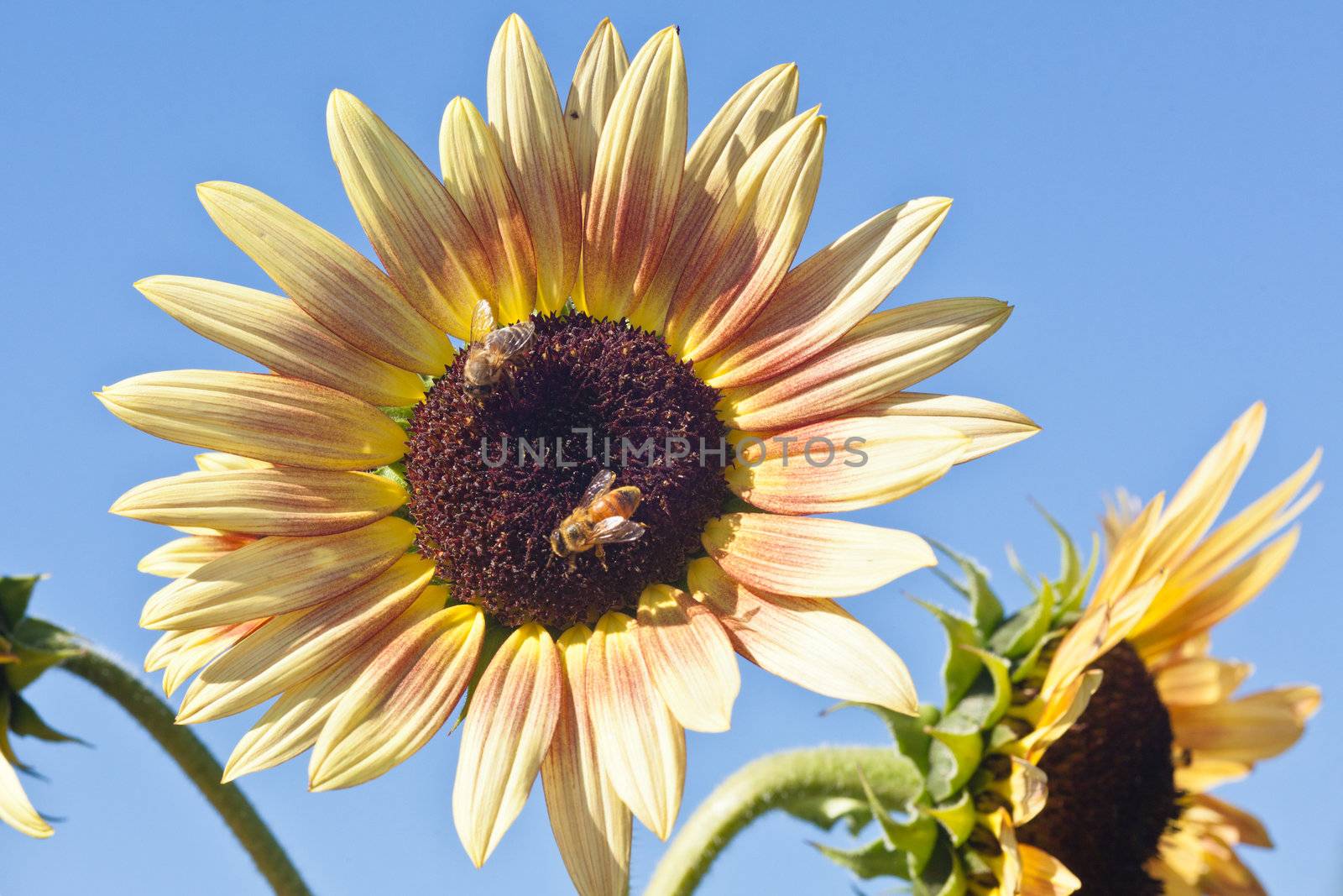 Sunflower by melastmohican