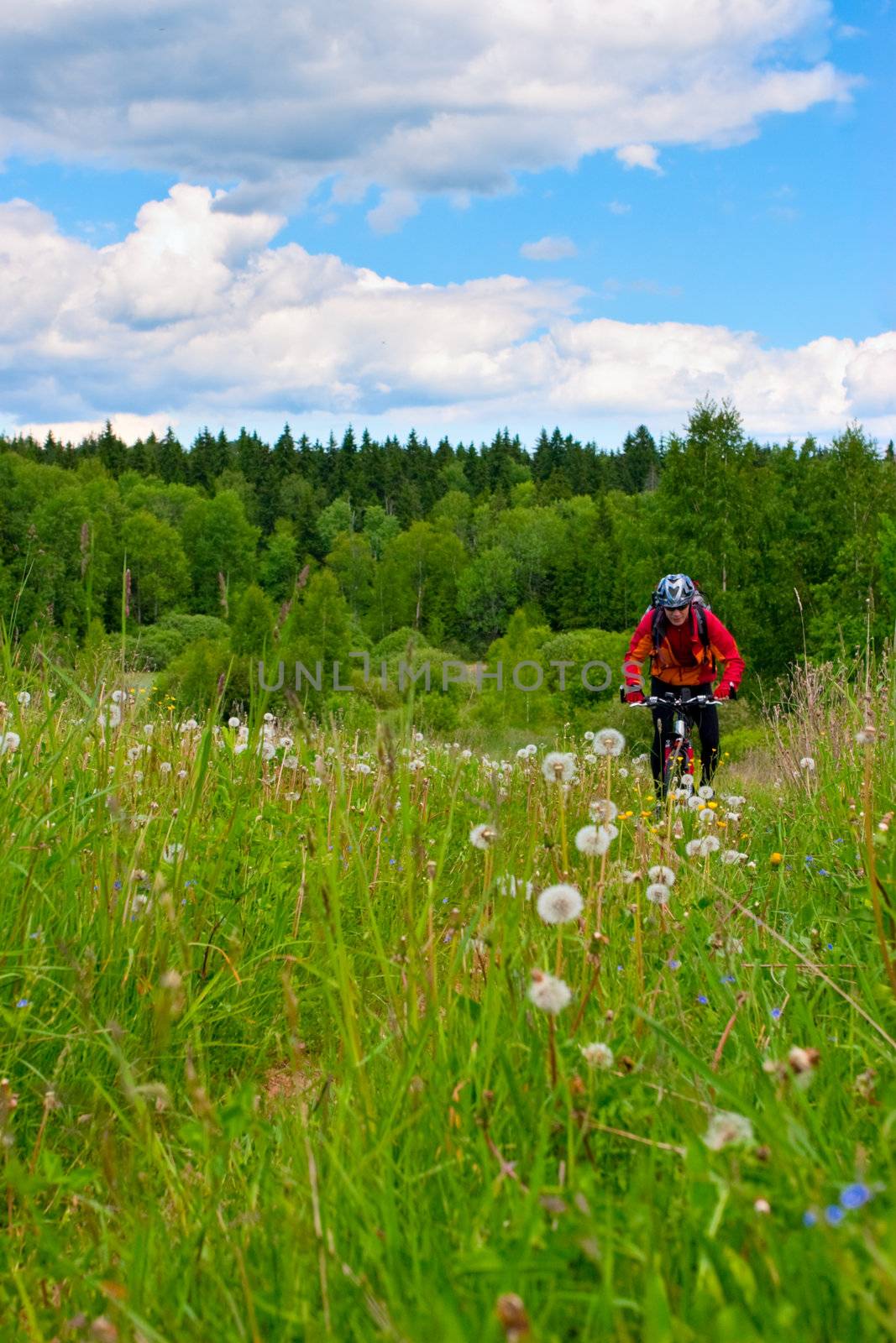 Traveling cyclists crossing forest meadow