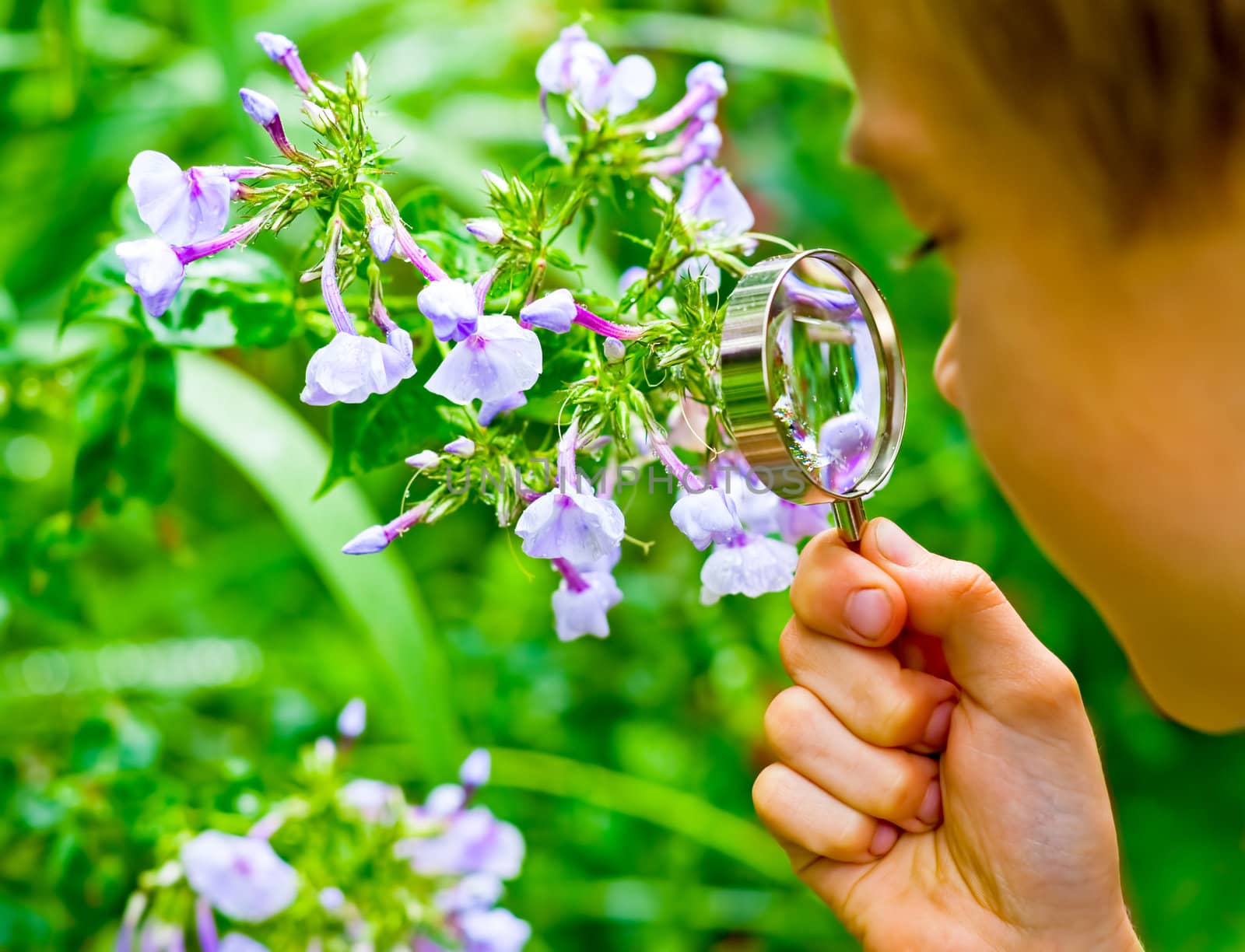 Young boy looking at flower through hand magnifier, shallow DOF