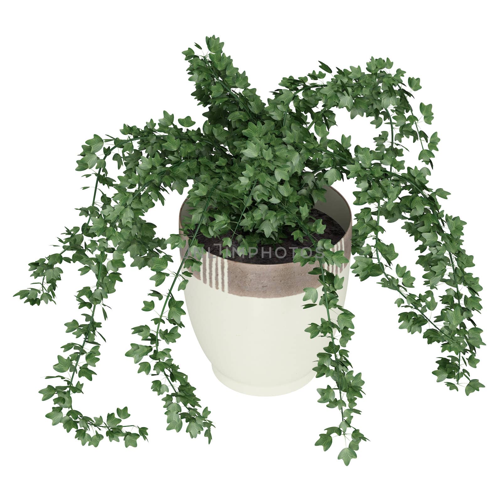 Potted ivy plant trailing over the edges of a ceramic a container for use indoors as a decorative houseplant isolated on white