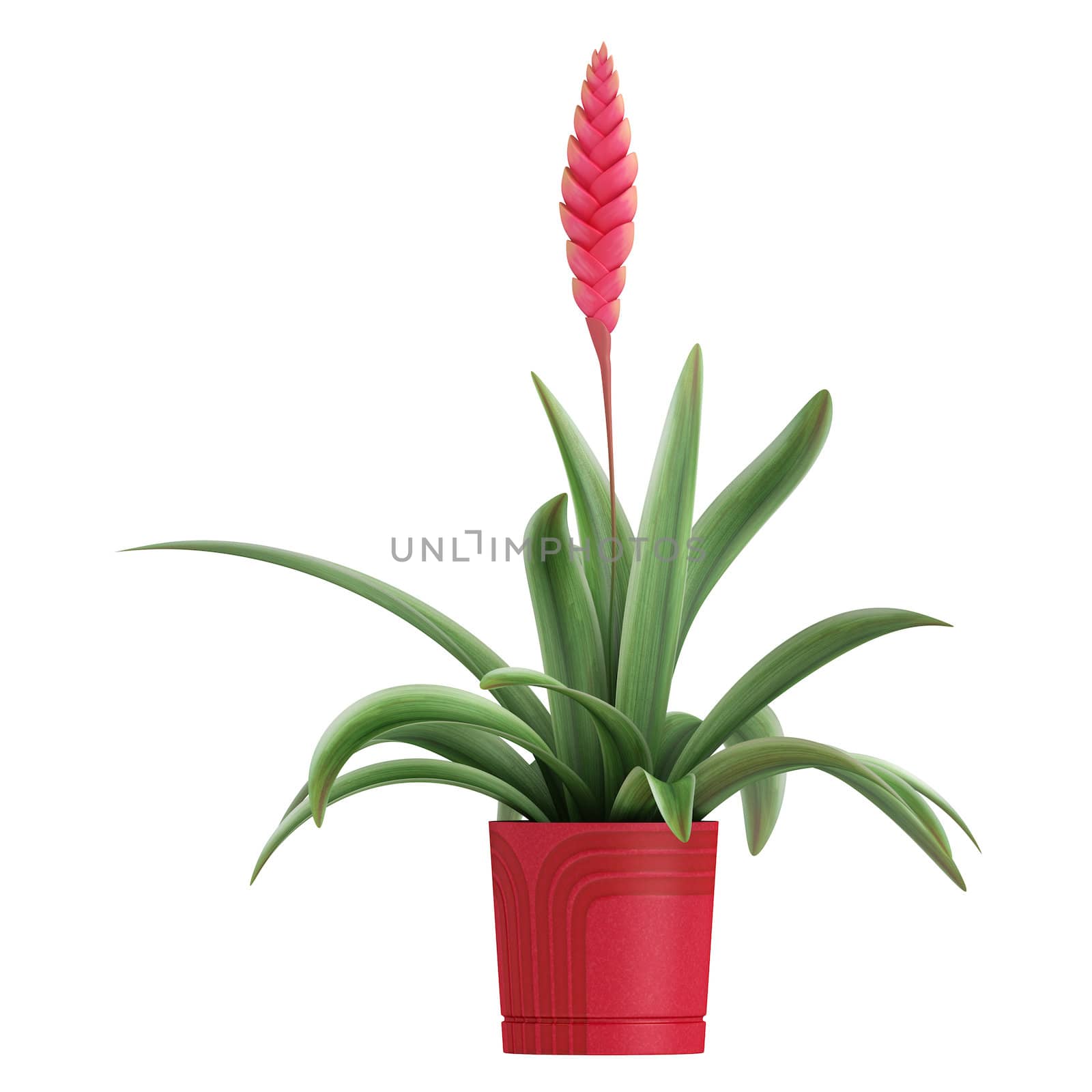 Flowering pink vriesia, a member of the bromeliad family, potted up in a container as an indoor houseplant isolated on white