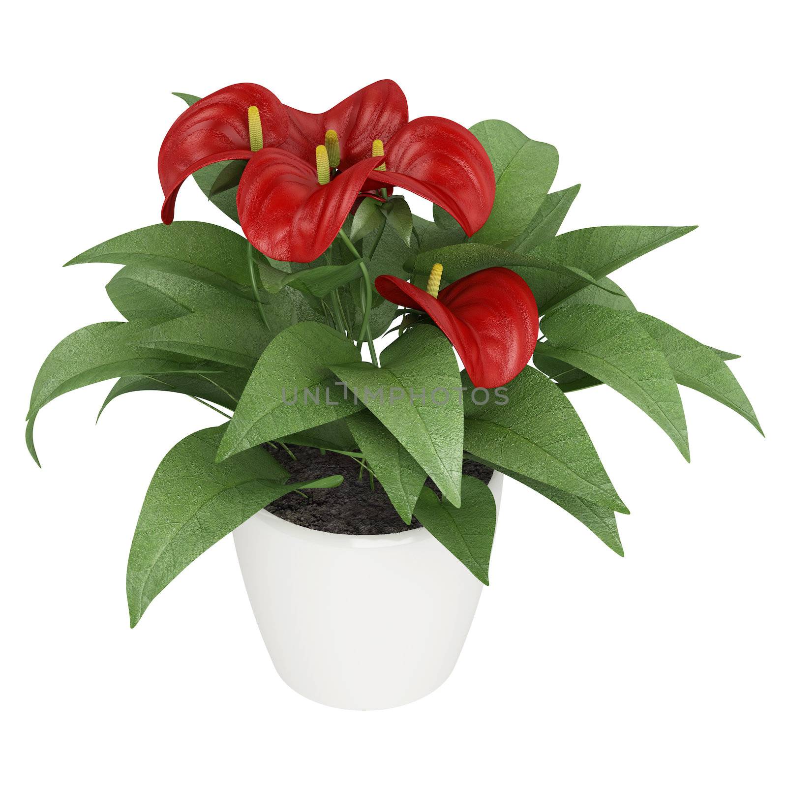 Anthurium flowers with a deep red spathe blooming on an indoor pot plant isolated on white