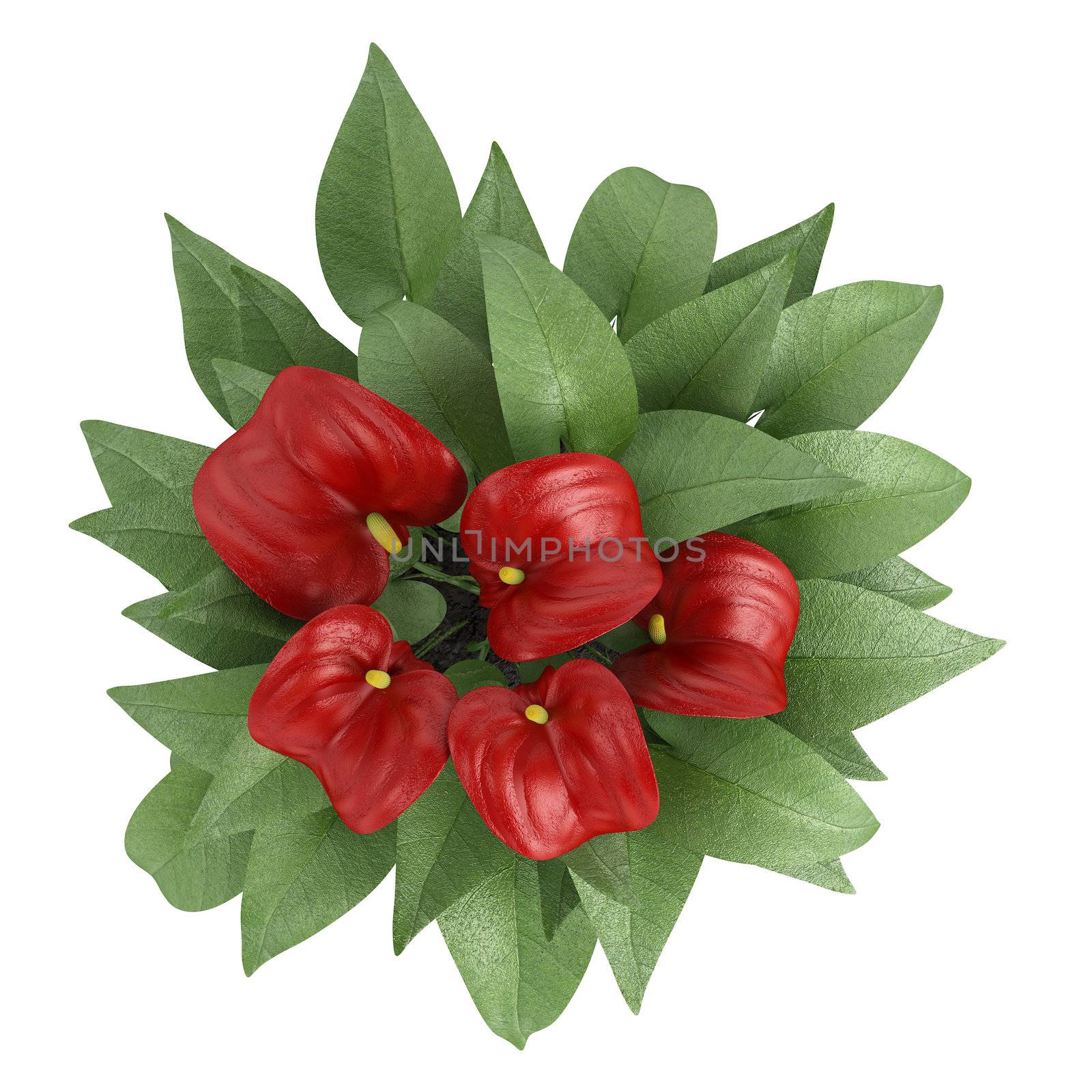 Anthurium flowers with a deep red spathe blooming on an indoor pot plant isolated on white