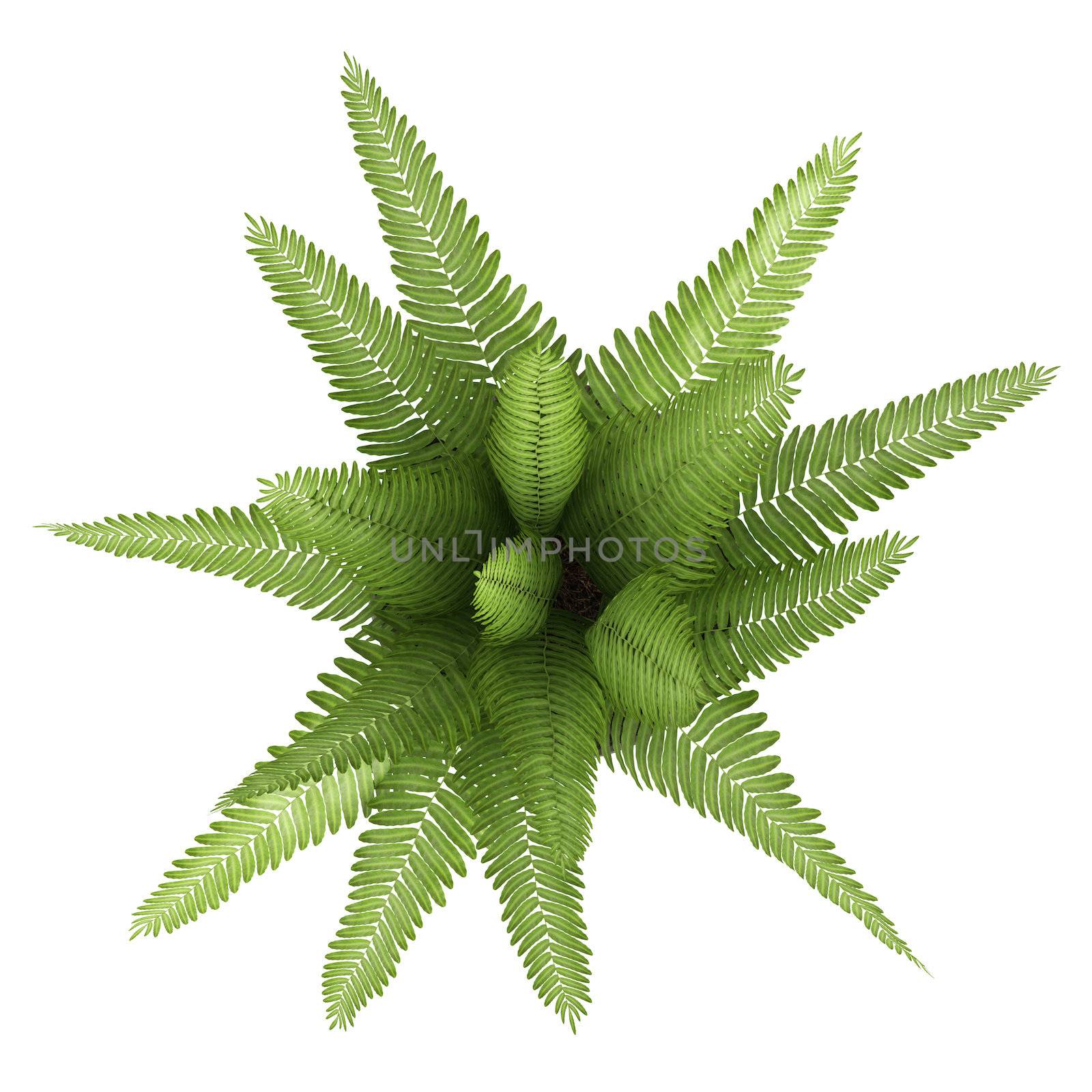 Nephrolepis fern potted up in a container as a decorative foliage houseplant isolated on white