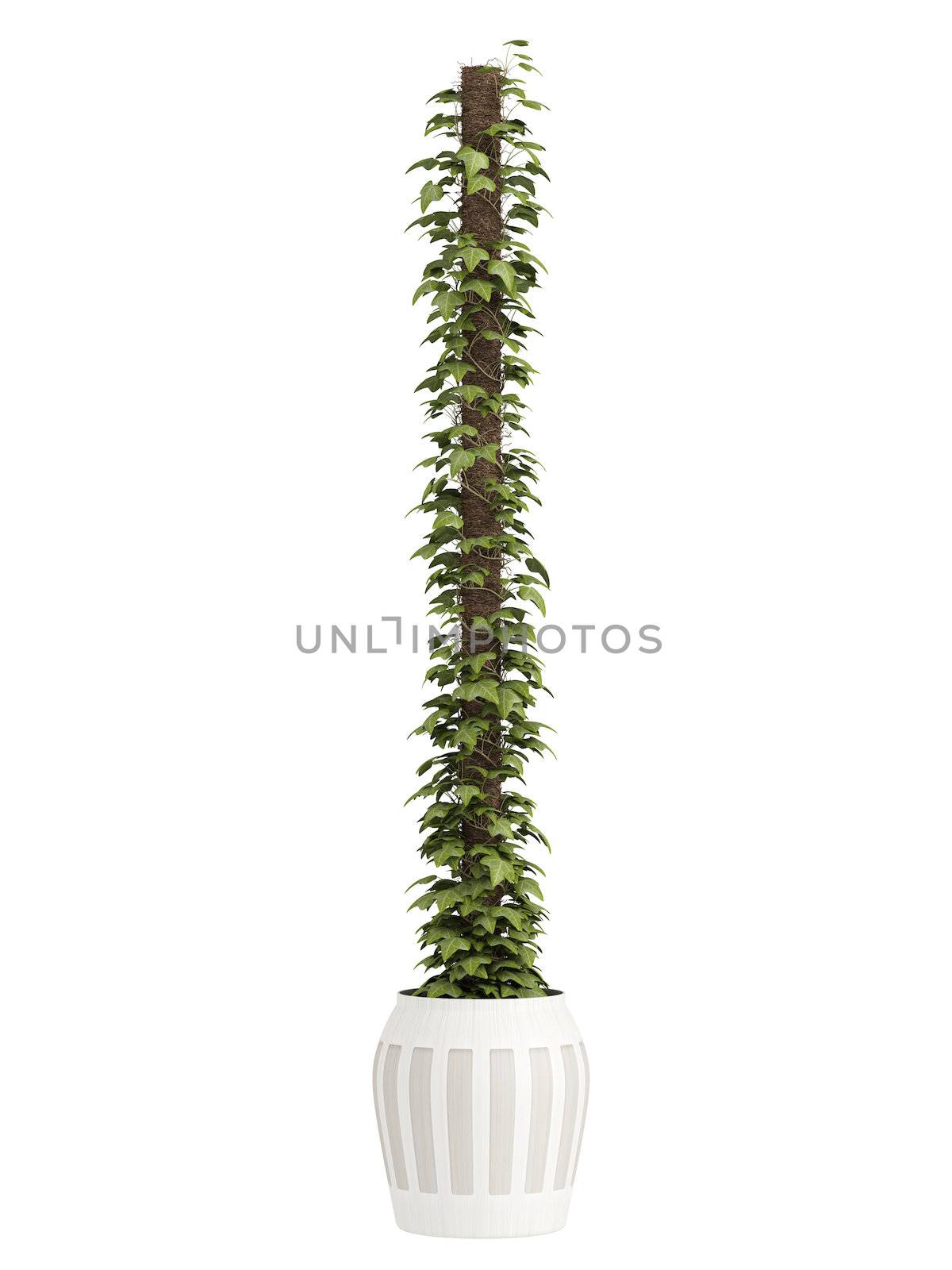 Ivy creeper grown as a houseplant covering a support in a ceramic container isolated on white